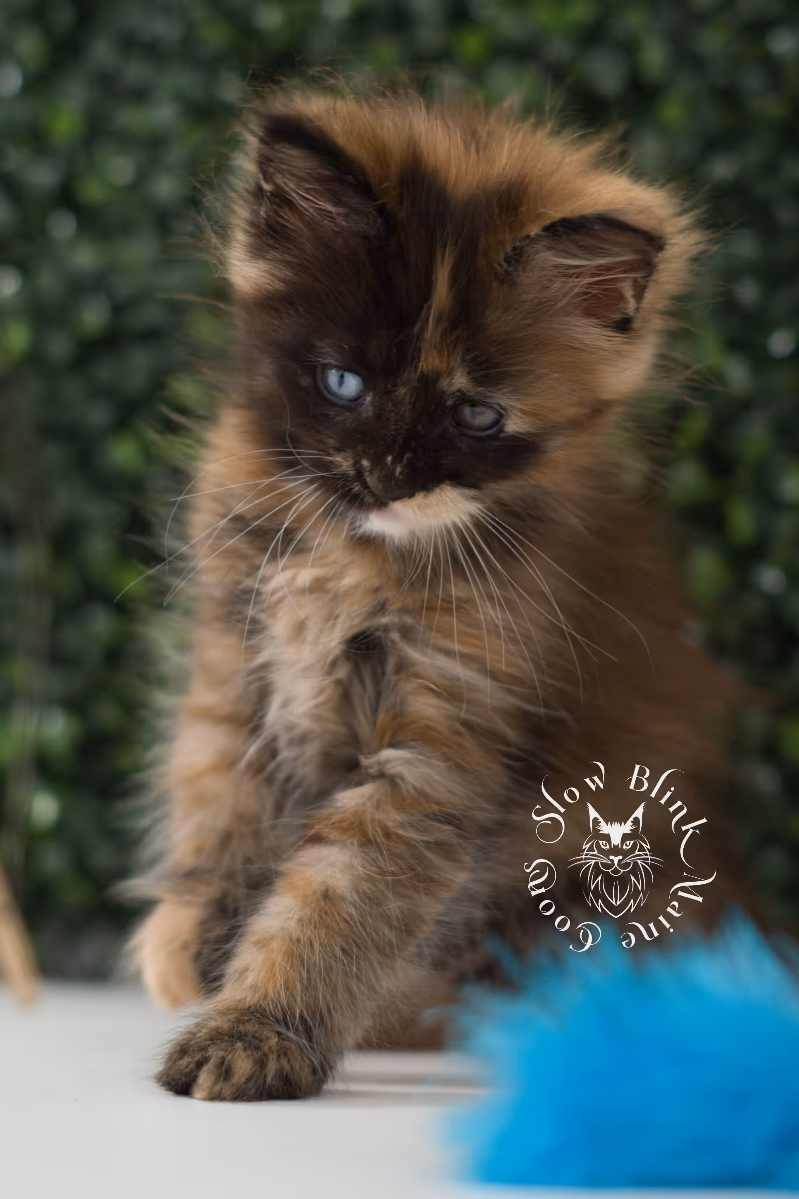 black tortie maine coon kitten ems code mco f 63 age 6 weeks old standard SlowBlink Maine Coons Photo > black tortie maine coon kitten ems code mco f 63 age 6 weeks old standard