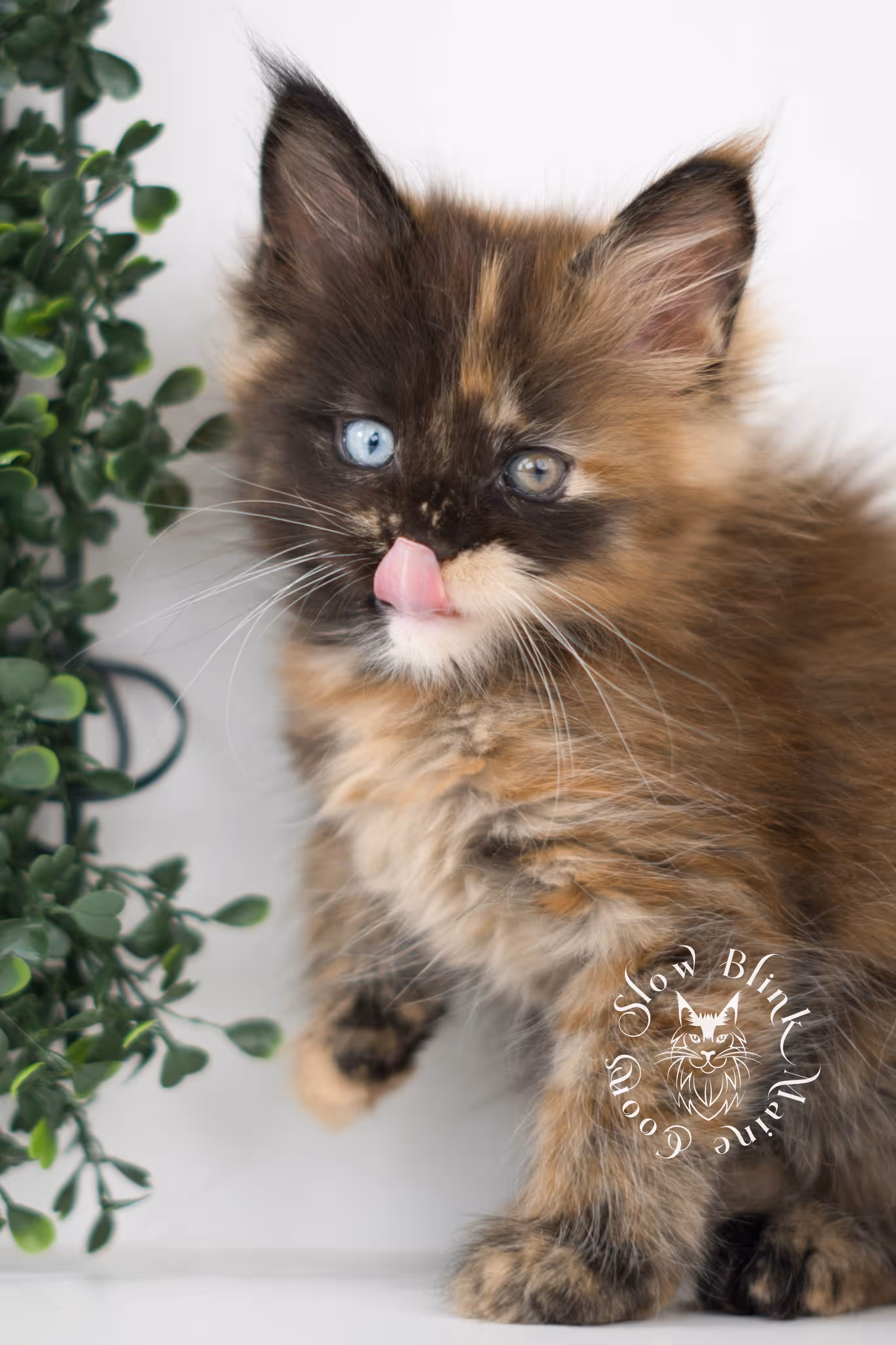 black tortie maine coon kitten ems code mco f 63 age 6 weeks old standard SlowBlink Maine Coons Photo > black tortie maine coon kitten ems code mco f 63 age 6 weeks old standard