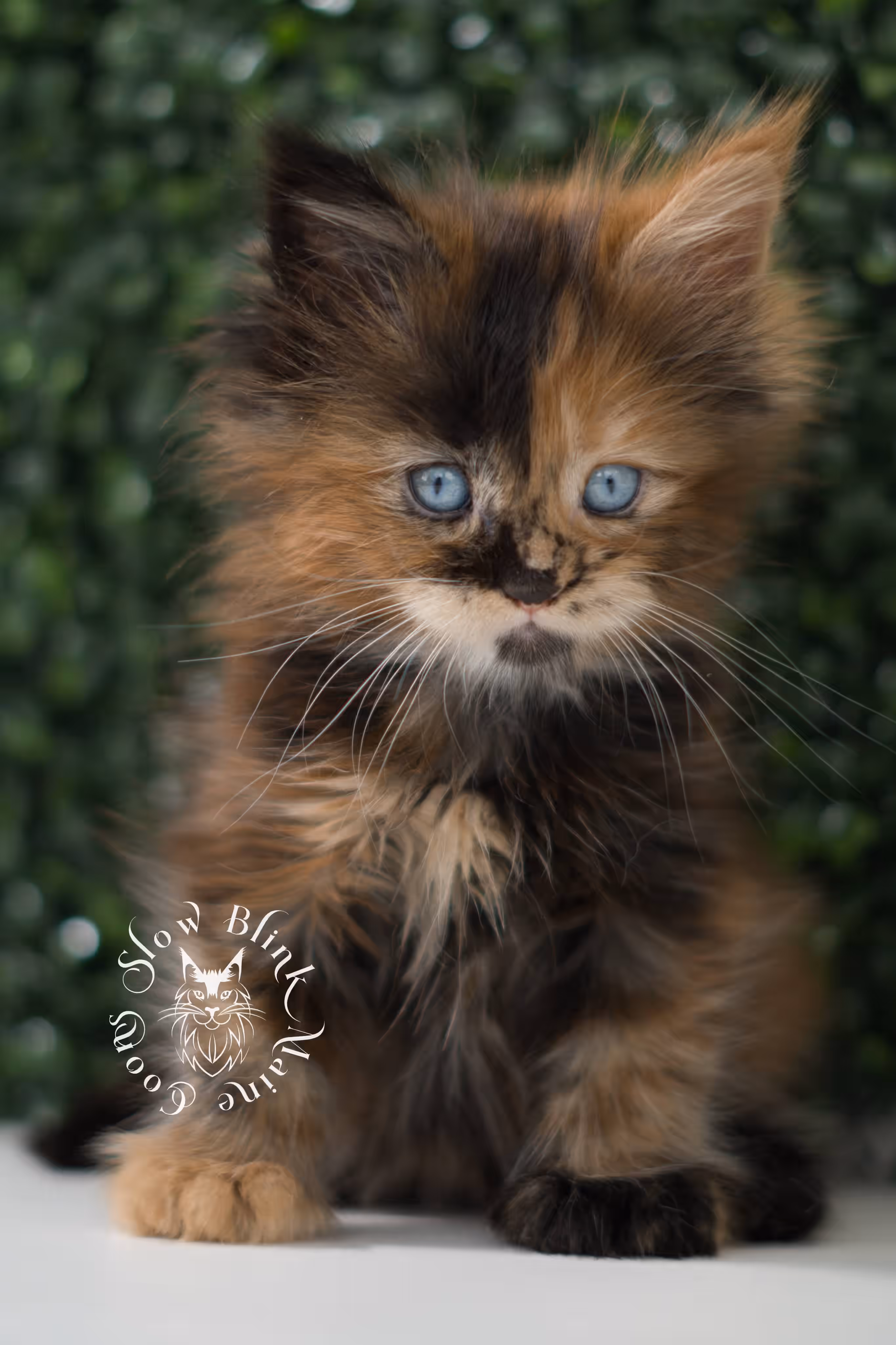black tortie maine coon kitten ems code mcp f 21 61 01 poly SlowBlink Maine Coons Photo > black tortie maine coon kitten ems code mcp f 21 61 01 poly