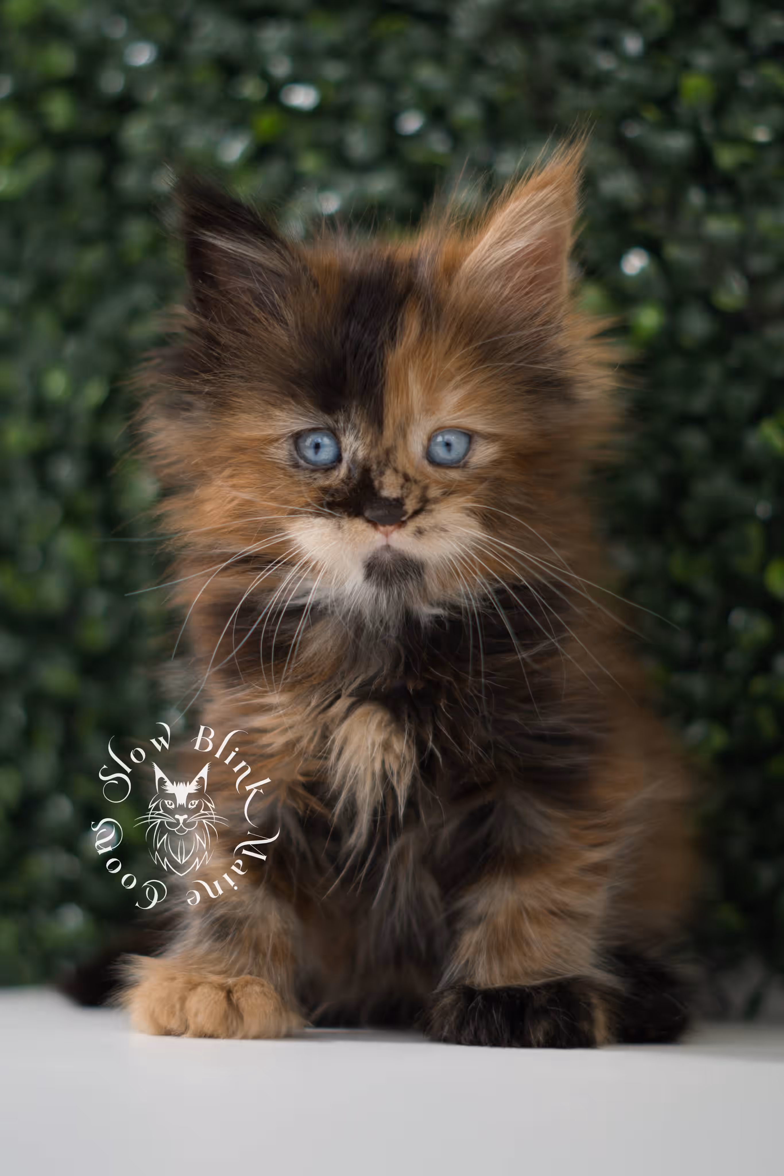 black tortie maine coon kitten ems code mcp f 21 61 02 poly SlowBlink Maine Coons Photo > black tortie maine coon kitten ems code mcp f 21 61 02 poly