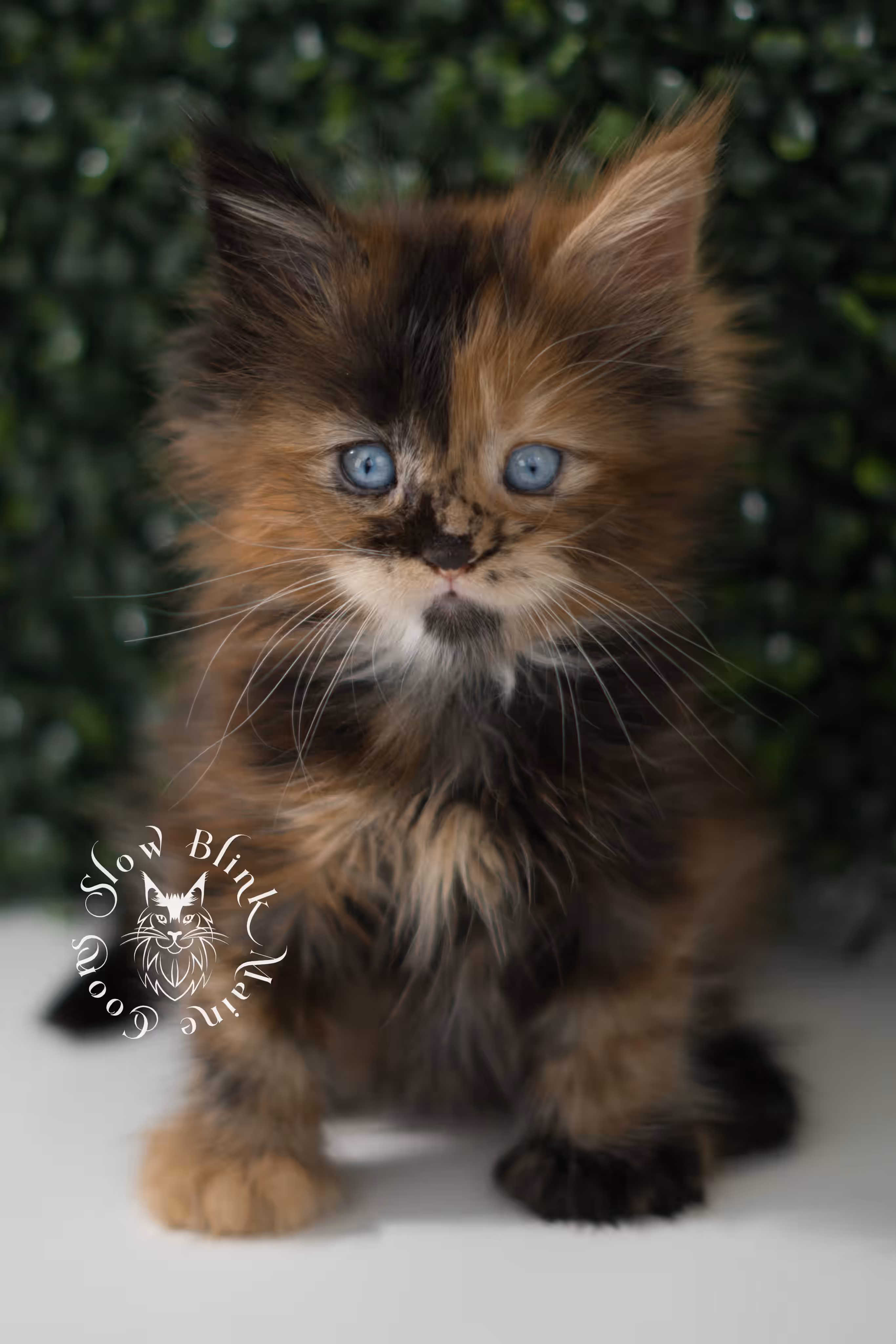 black tortie maine coon kitten ems code mcp f 21 61 03 poly SlowBlink Maine Coons Photo > black tortie maine coon kitten ems code mcp f 21 61 03 poly