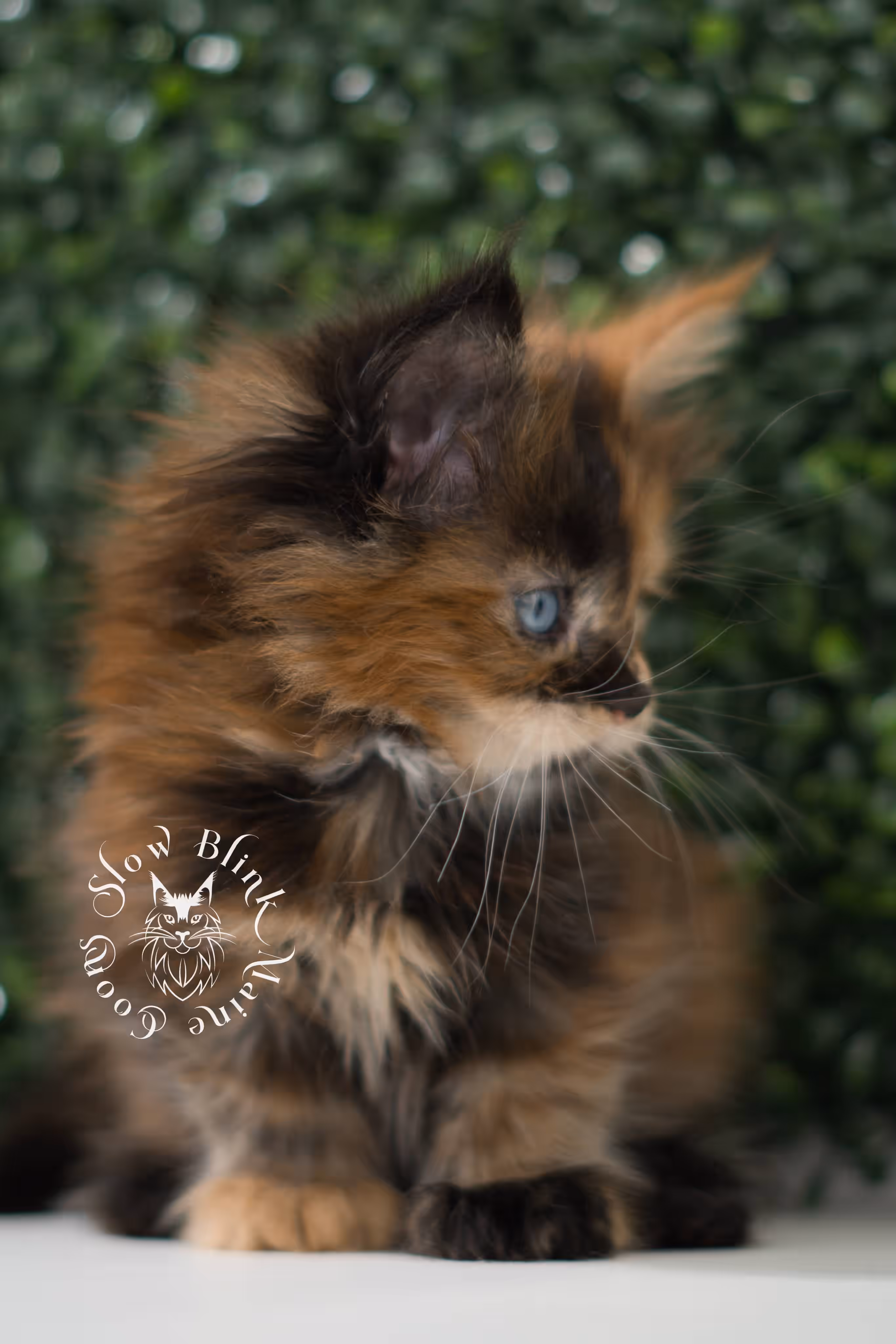 black tortie maine coon kitten ems code mcp f 21 61 04 poly SlowBlink Maine Coons Photo > black tortie maine coon kitten ems code mcp f 21 61 04 poly