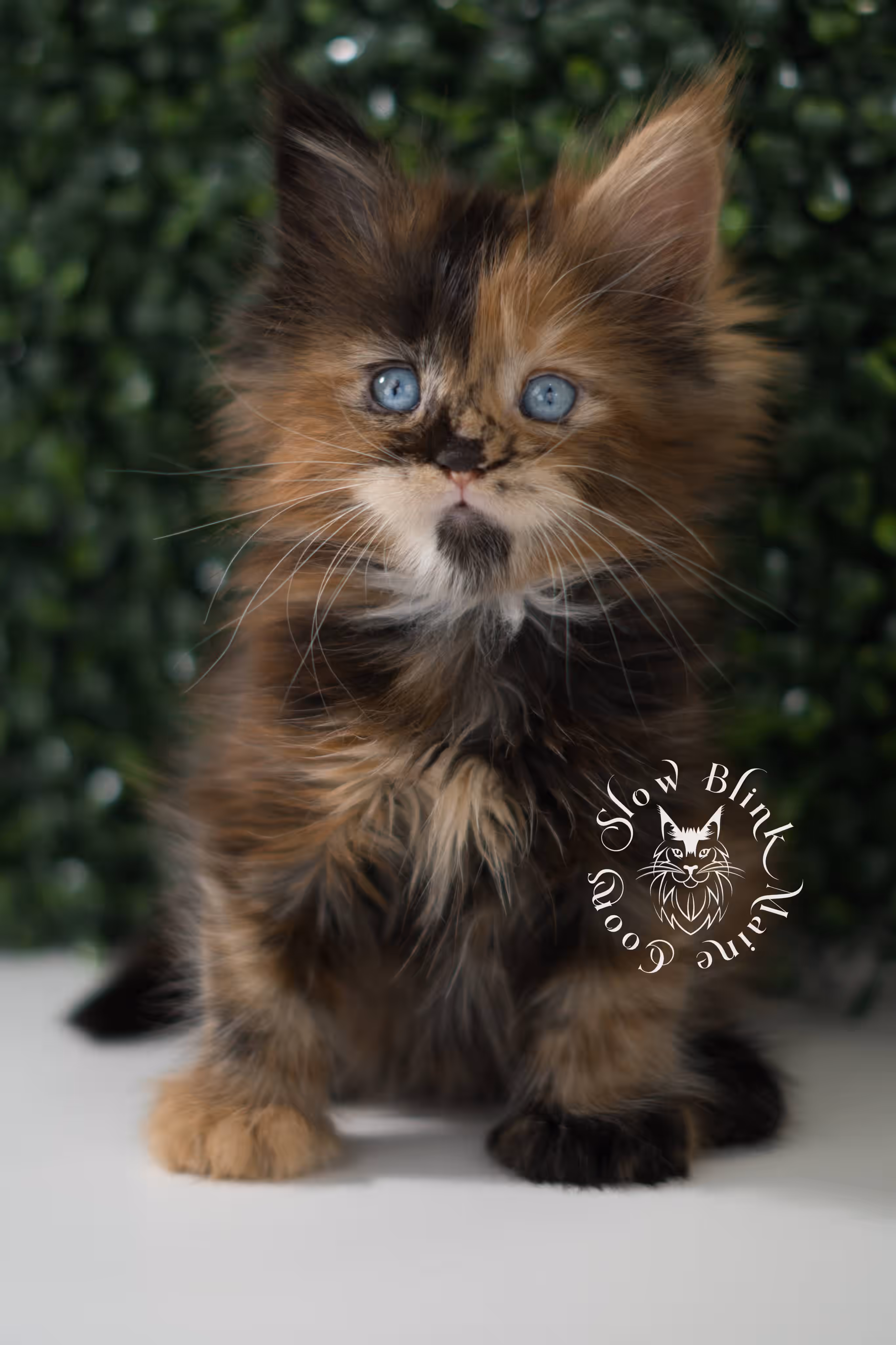 black tortie maine coon kitten ems code mcp f 21 61 05 poly SlowBlink Maine Coons Photo > black tortie maine coon kitten ems code mcp f 21 61 05 poly