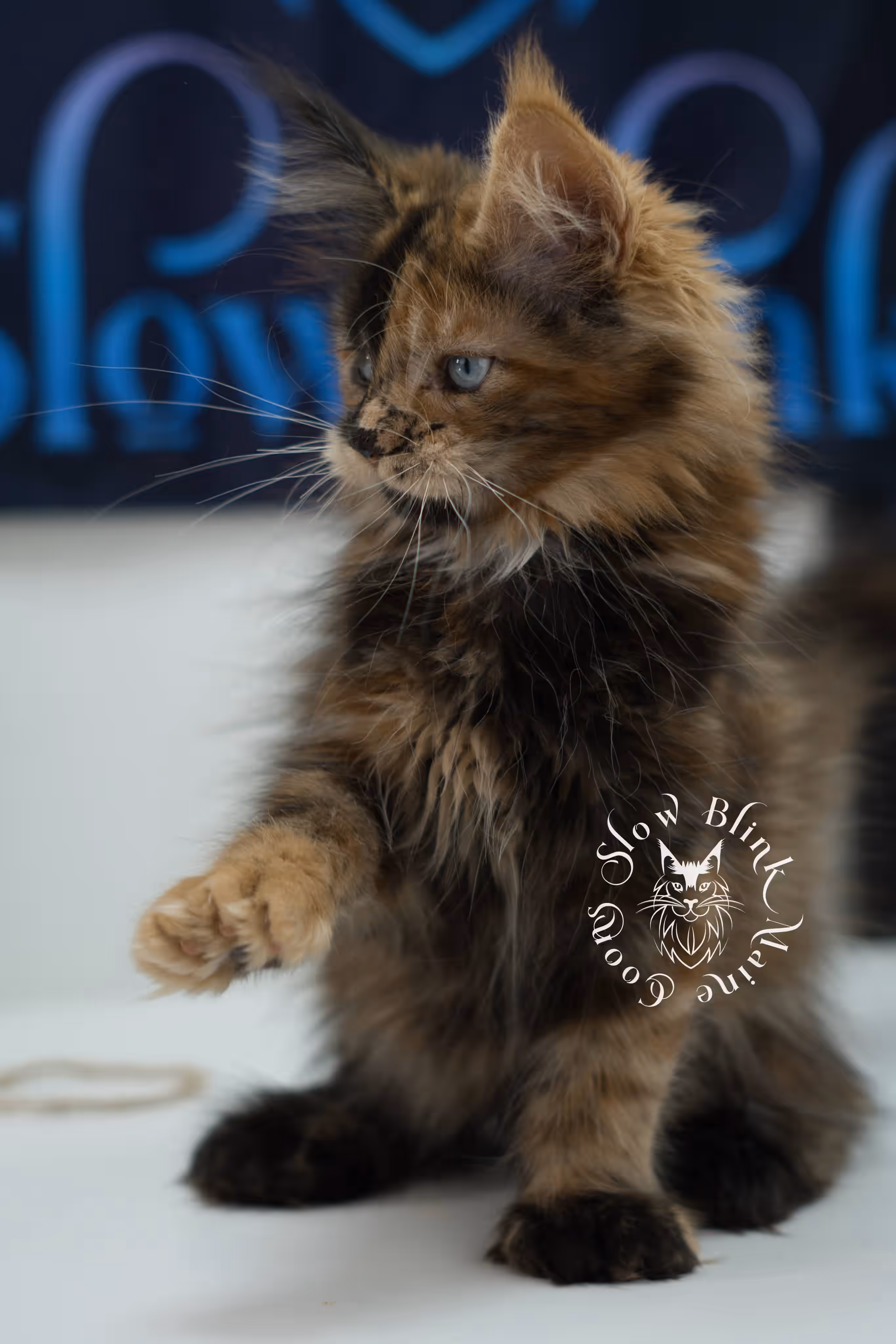 black tortie maine coon kitten ems code mcp f 21 61 06 poly SlowBlink Maine Coons Photo > black tortie maine coon kitten ems code mcp f 21 61 06 poly