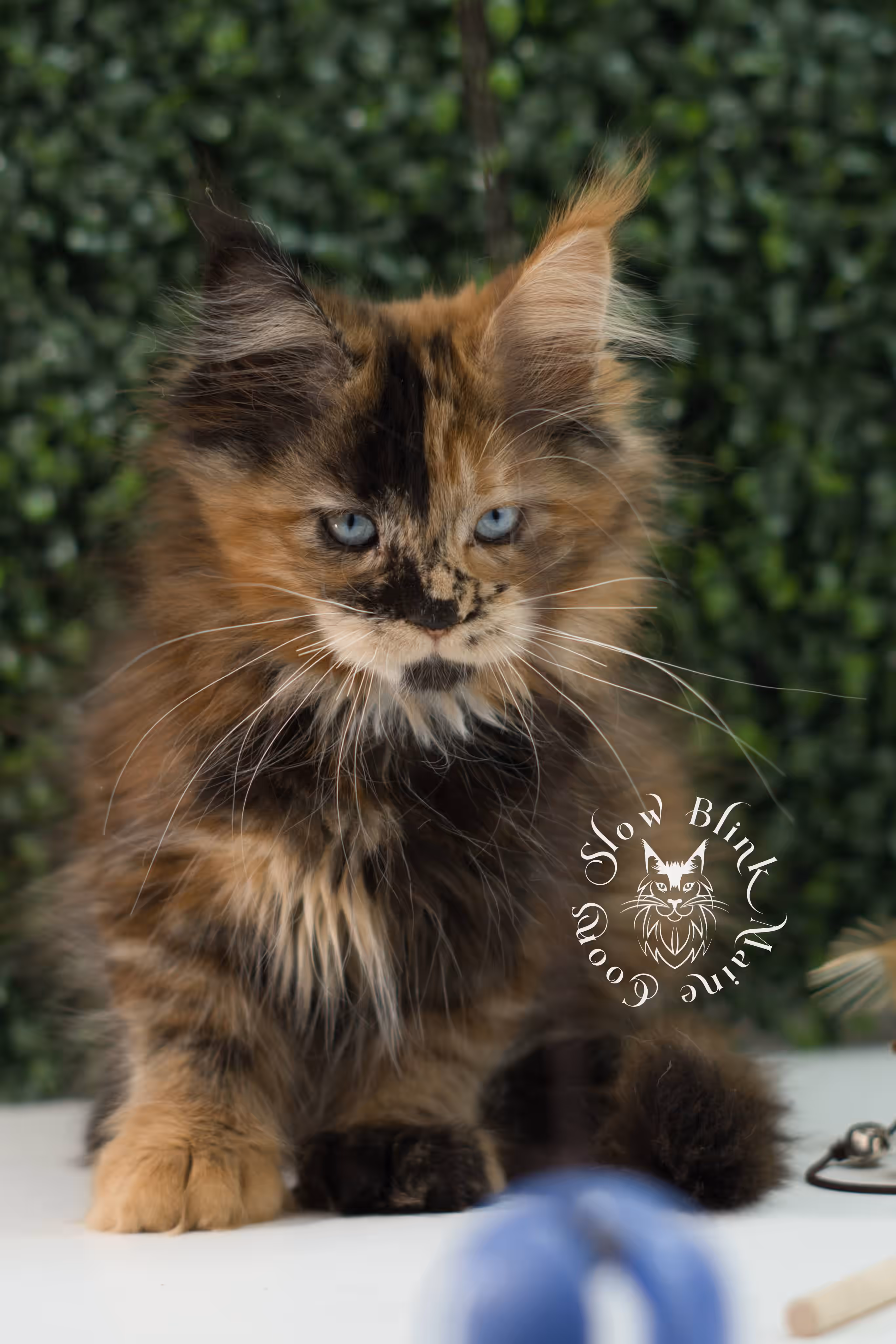 black tortie maine coon kitten ems code mcp f 21 61 07 poly SlowBlink Maine Coons Photo > black tortie maine coon kitten ems code mcp f 21 61 07 poly