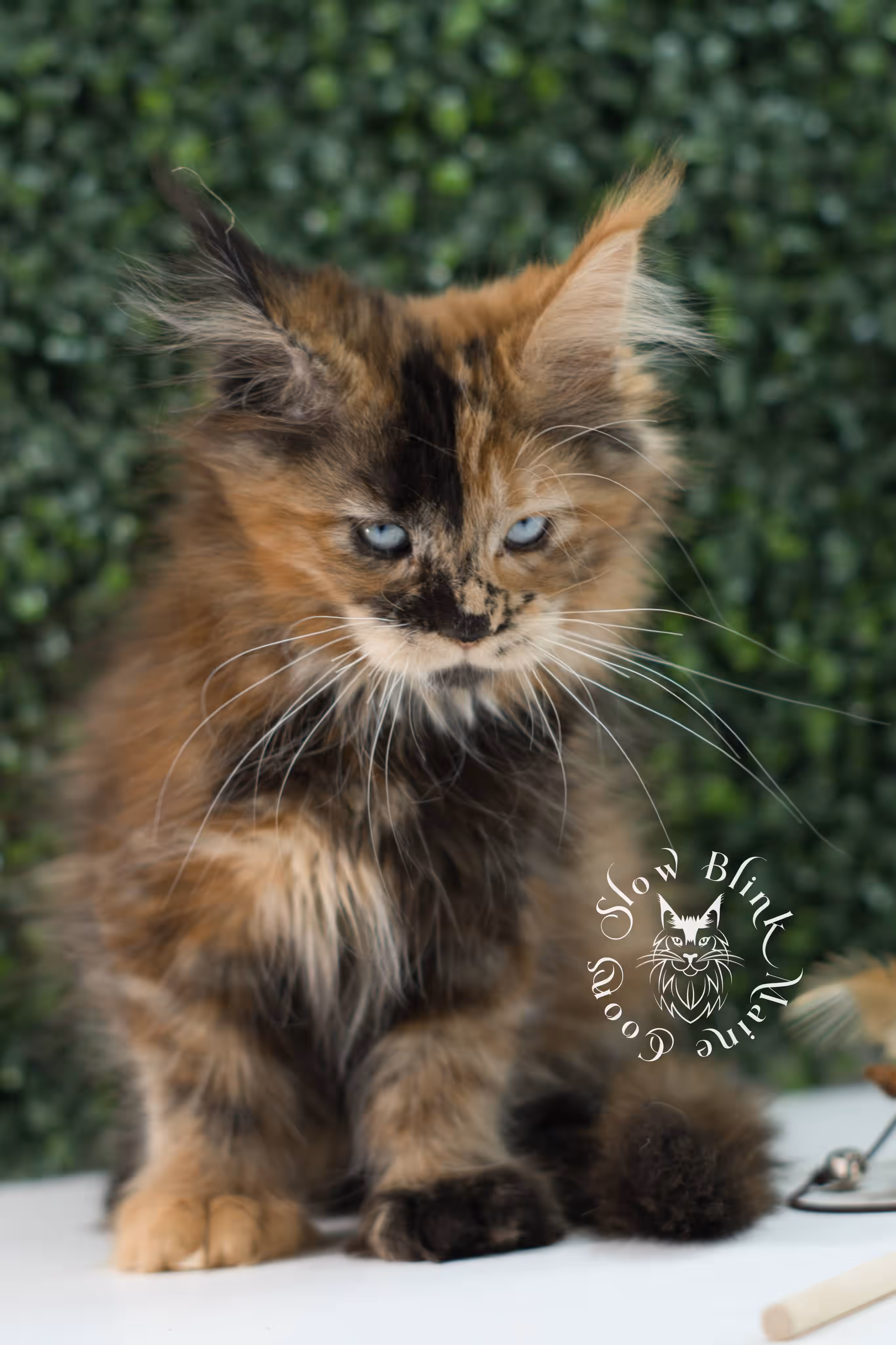 black tortie maine coon kitten ems code mcp f 21 61 08 poly SlowBlink Maine Coons Photo > black tortie maine coon kitten ems code mcp f 21 61 08 poly