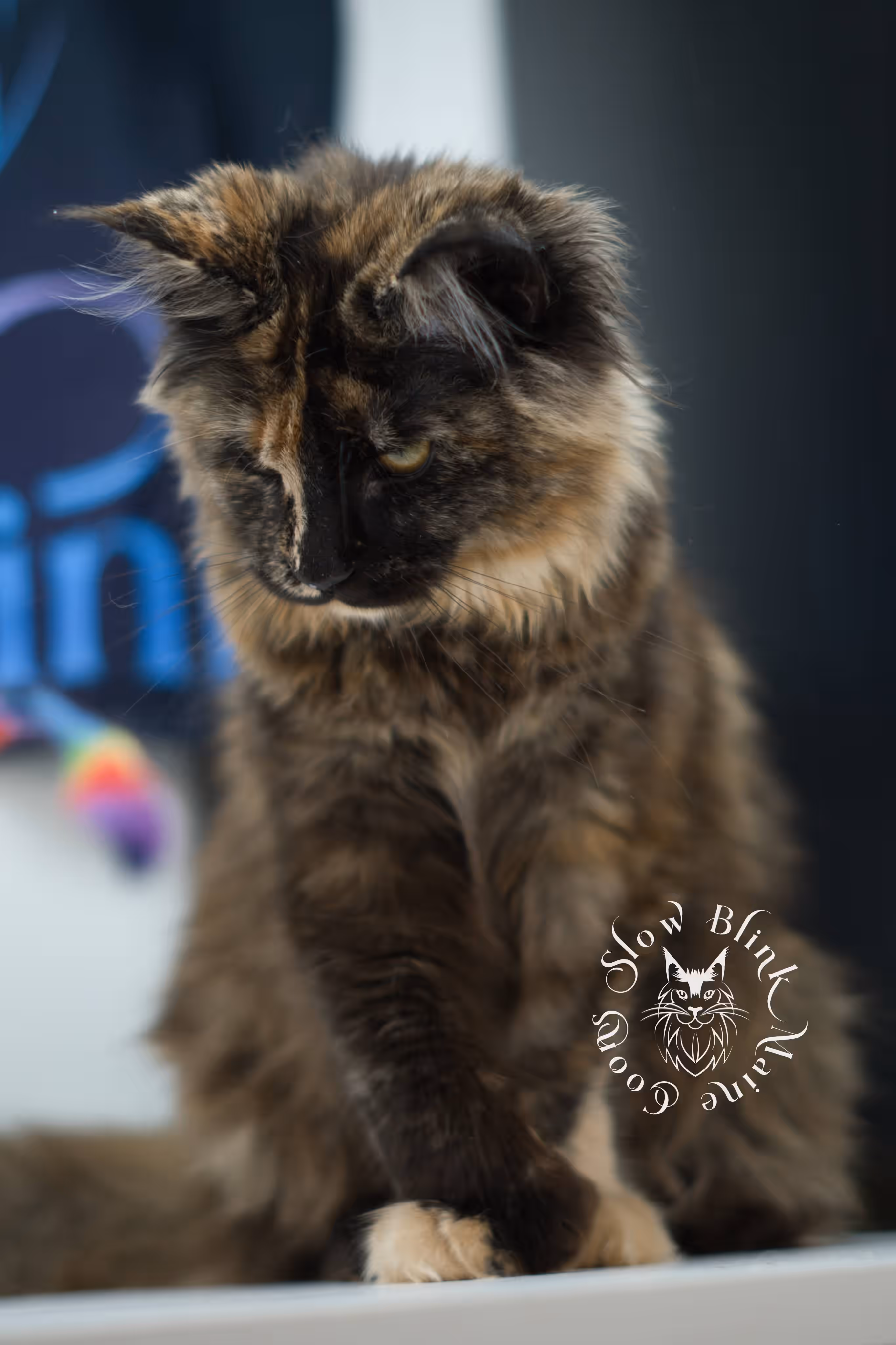 black tortie maine coon kitten female ems code mcp f age 10 weeks old poly SlowBlink Maine Coons Photo > black tortie maine coon kitten female ems code mcp f age 10 weeks old poly