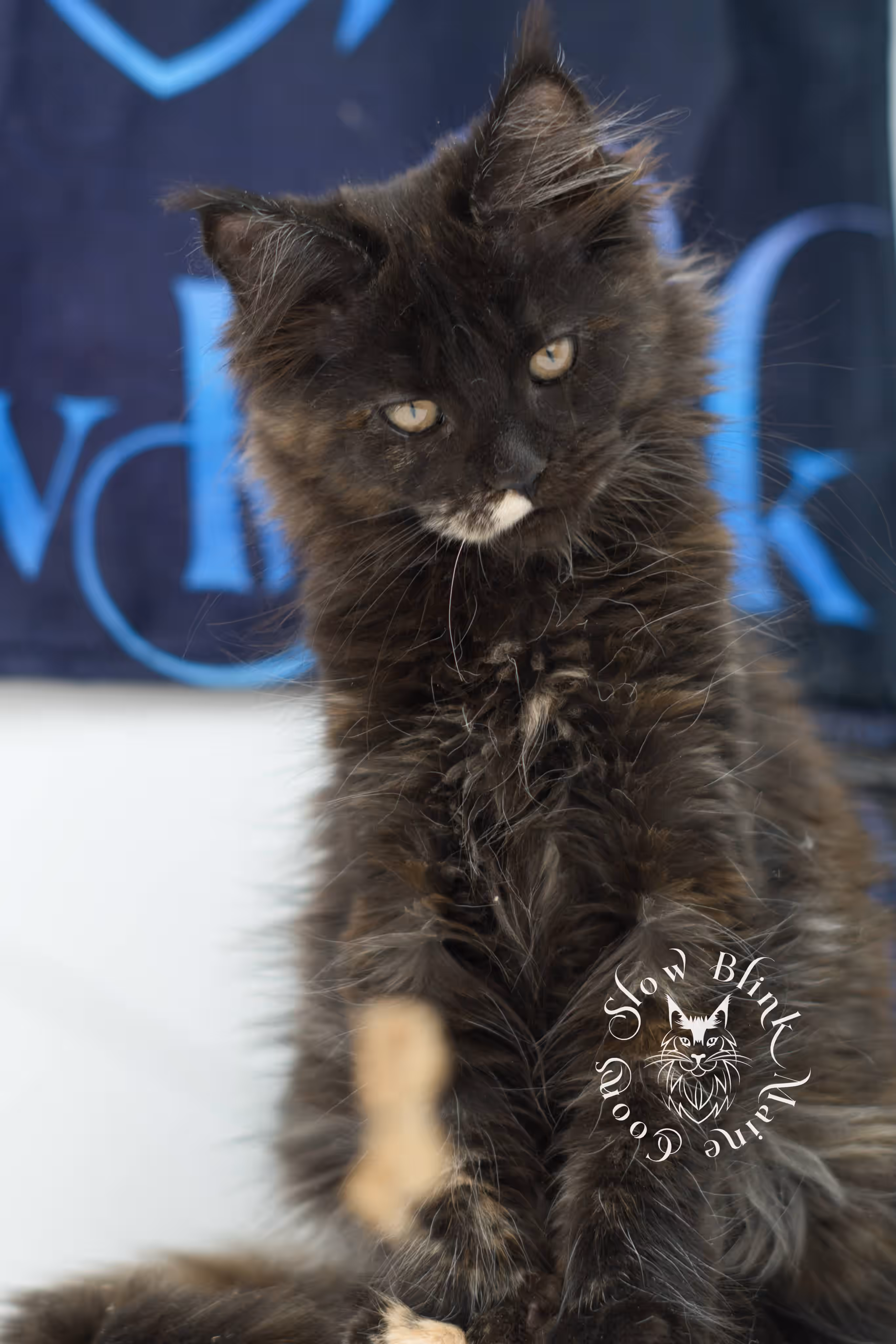 black tortie maine coon kitten female ems code mcp f age 10 weeks old poly SlowBlink Maine Coons Photo > black tortie maine coon kitten female ems code mcp f age 10 weeks old poly