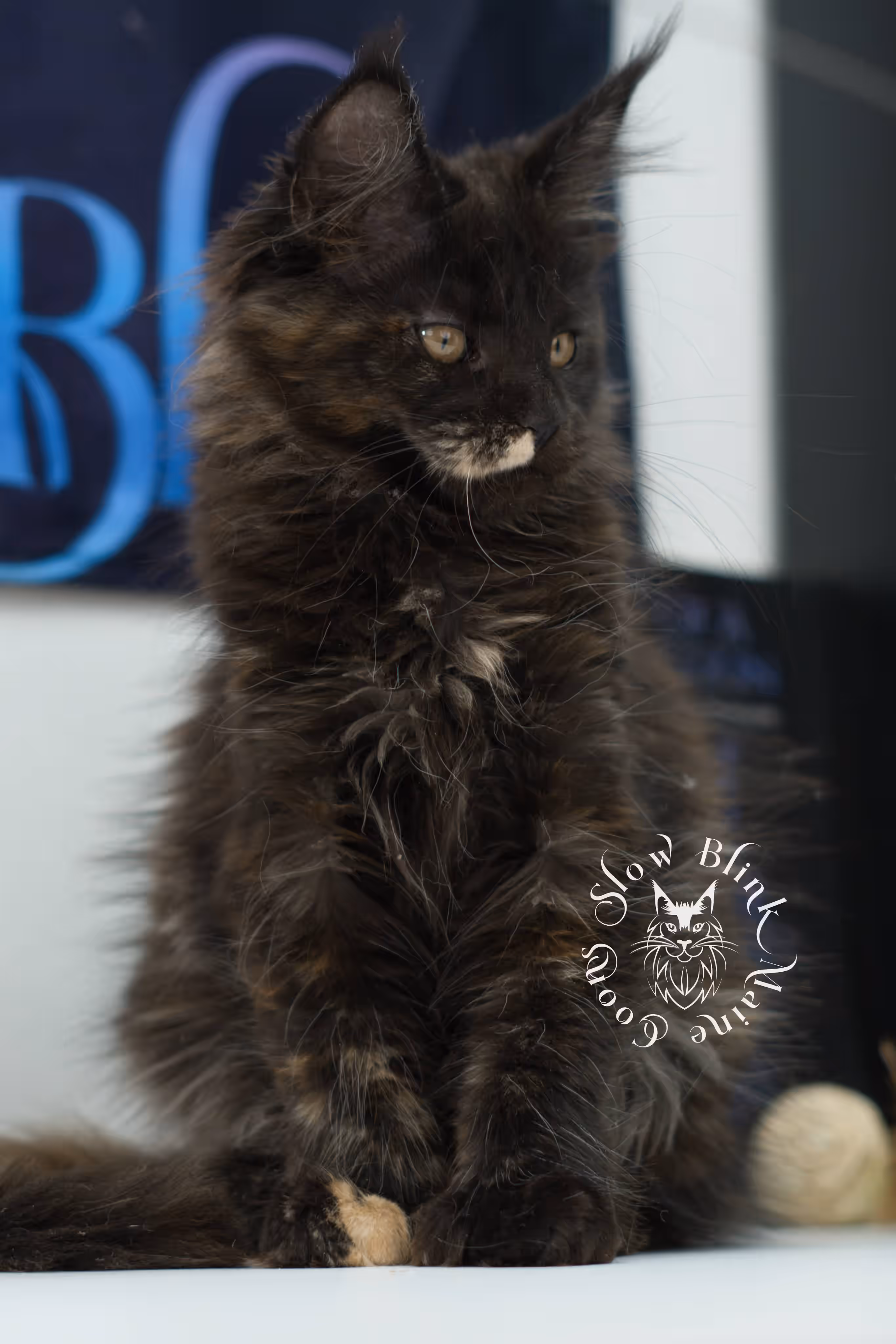 black tortie maine coon kitten female ems code mcp f age 10 weeks old poly SlowBlink Maine Coons Photo > black tortie maine coon kitten female ems code mcp f age 10 weeks old poly