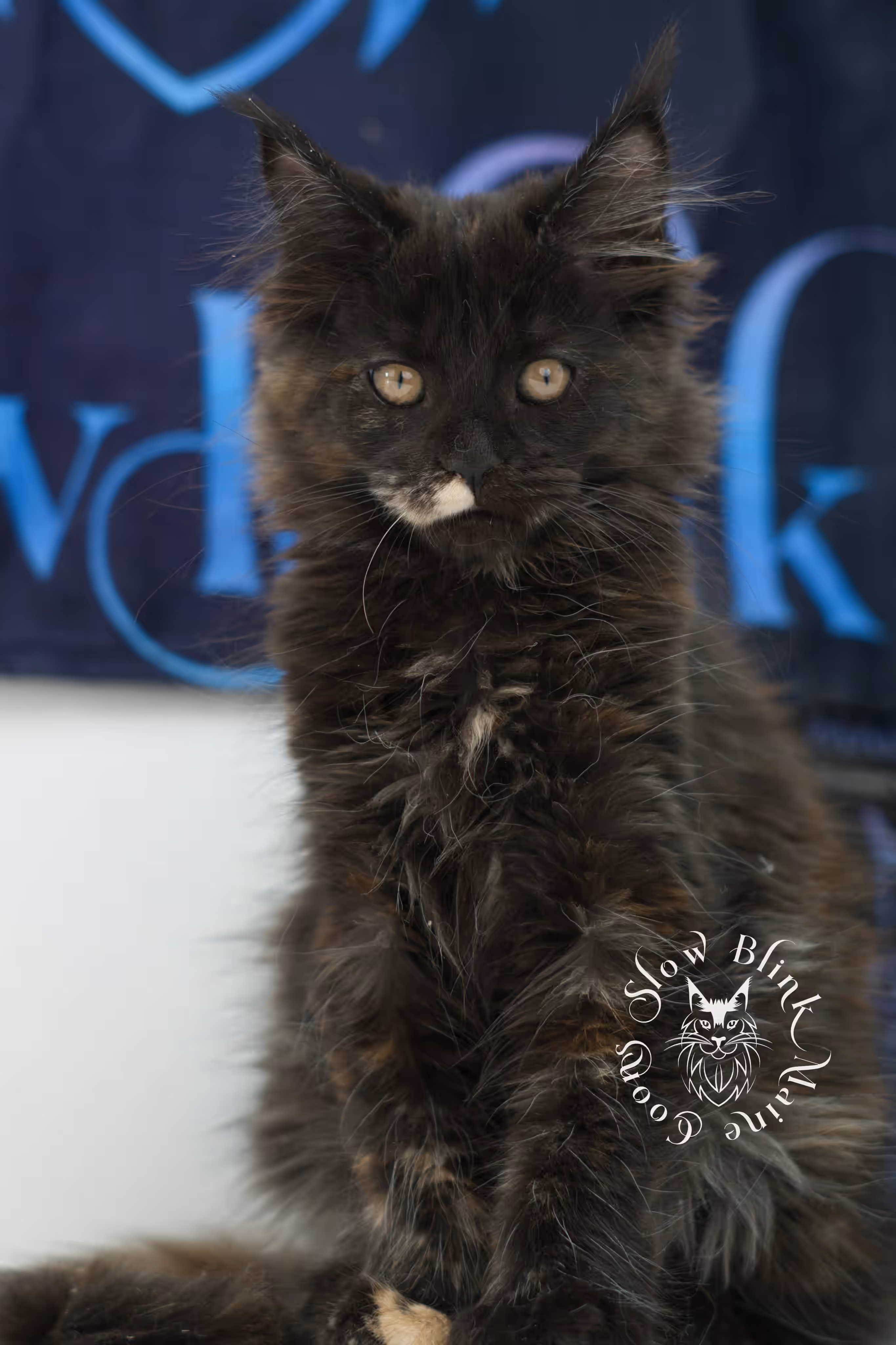 black tortie maine coon kitten female ems code mcp f age 10 weeks old poly SlowBlink Maine Coons Photo > black tortie maine coon kitten female ems code mcp f age 10 weeks old poly
