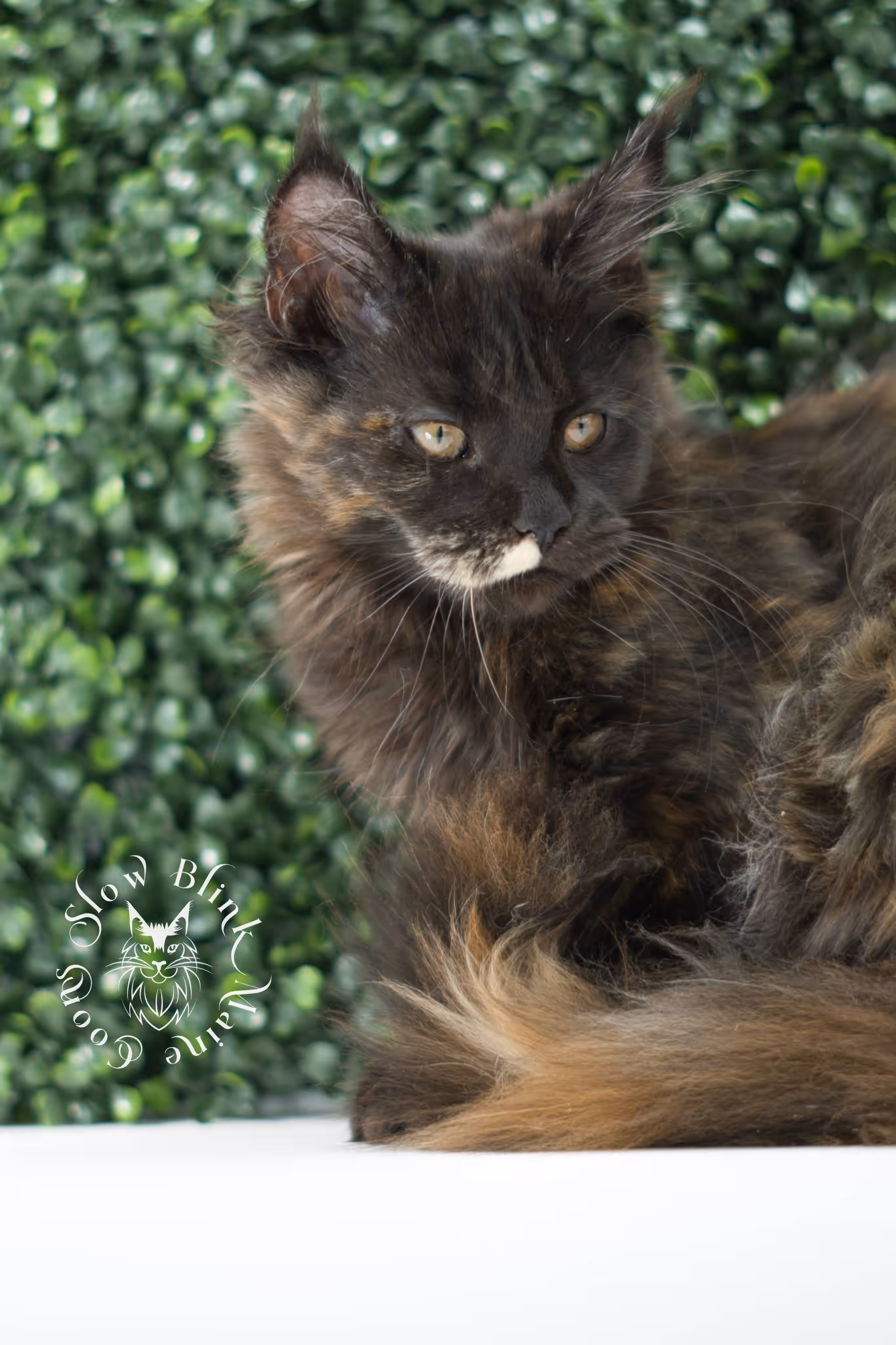 black tortie maine coon kitten female ems code mcp f age 10 weeks old poly SlowBlink Maine Coons Photo > black tortie maine coon kitten female ems code mcp f age 10 weeks old poly