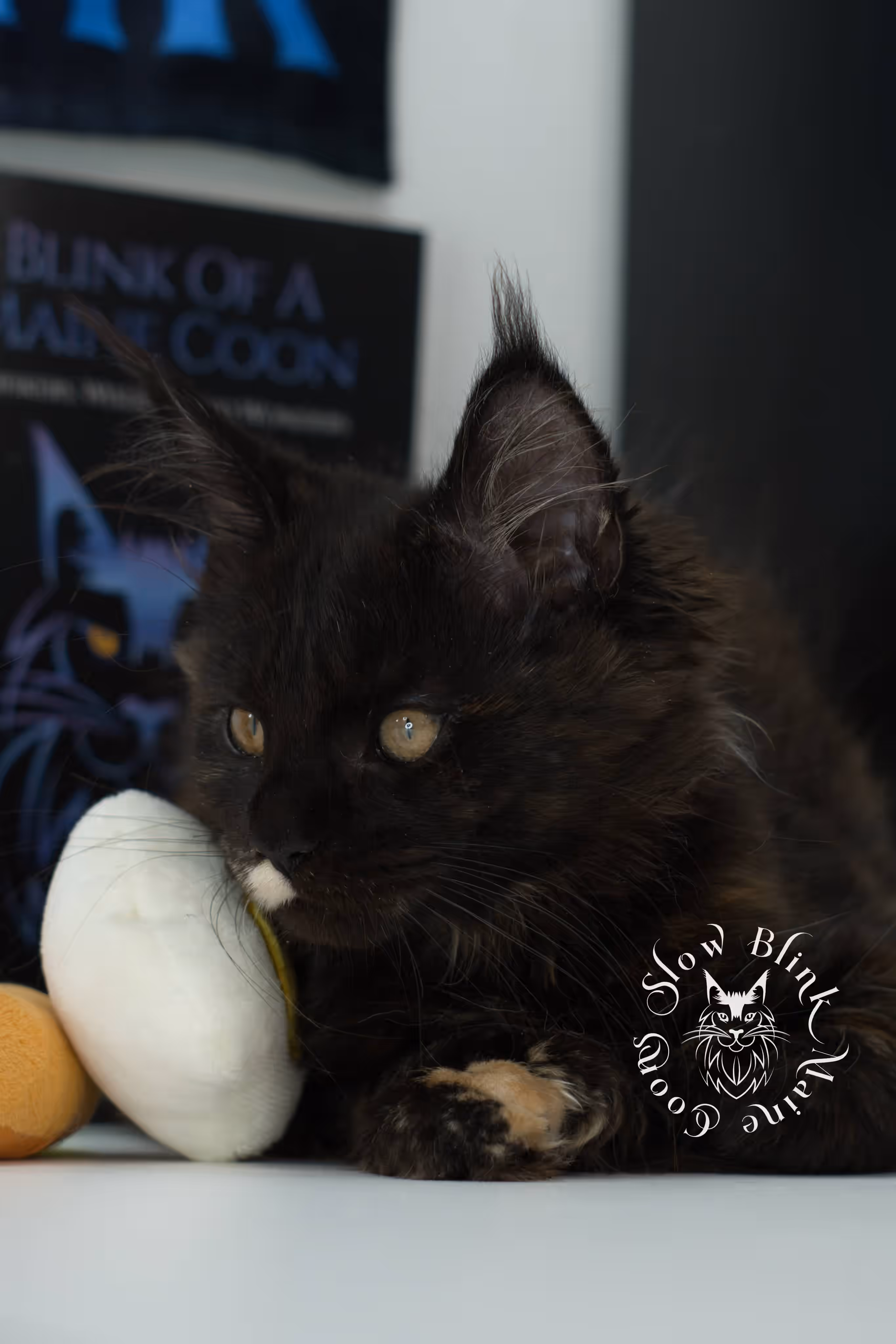 black tortie maine coon kitten female ems code mcp f age 10 weeks old poly SlowBlink Maine Coons Photo > black tortie maine coon kitten female ems code mcp f age 10 weeks old poly