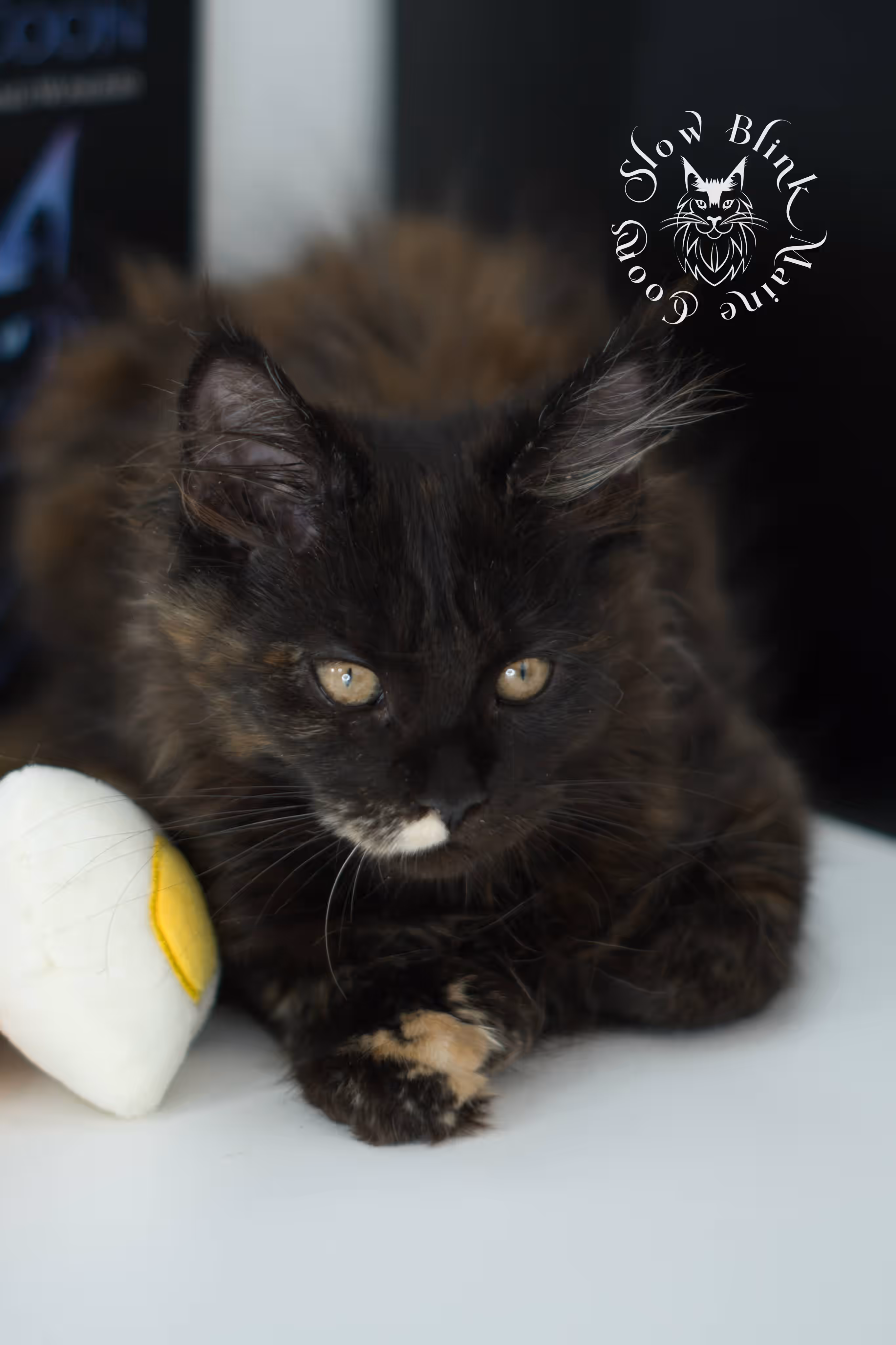 black tortie maine coon kitten female ems code mcp f age 10 weeks old poly SlowBlink Maine Coons Photo > black tortie maine coon kitten female ems code mcp f age 10 weeks old poly