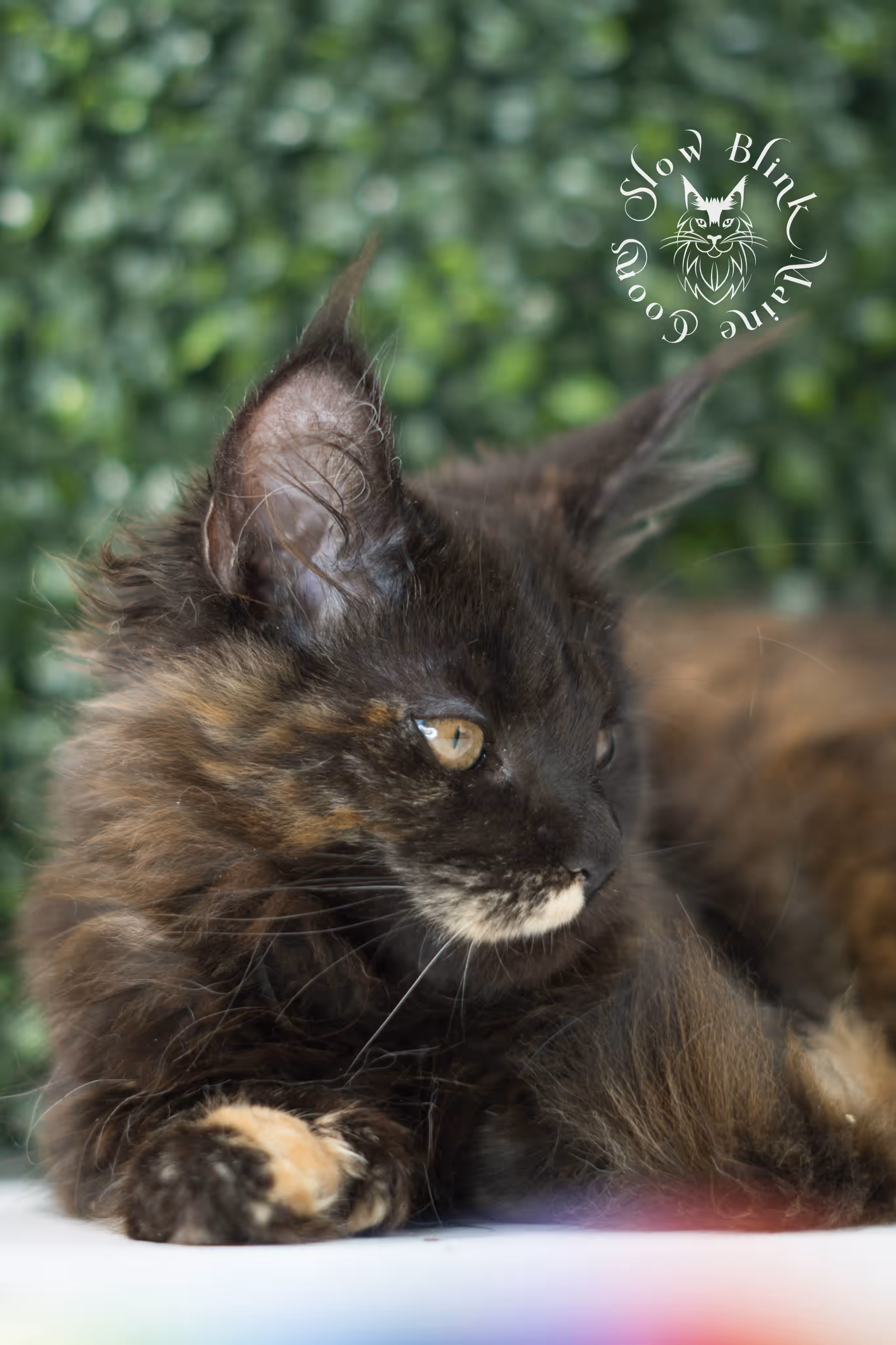 black tortie maine coon kitten female ems code mcp f age 10 weeks old poly SlowBlink Maine Coons Photo > black tortie maine coon kitten female ems code mcp f age 10 weeks old poly