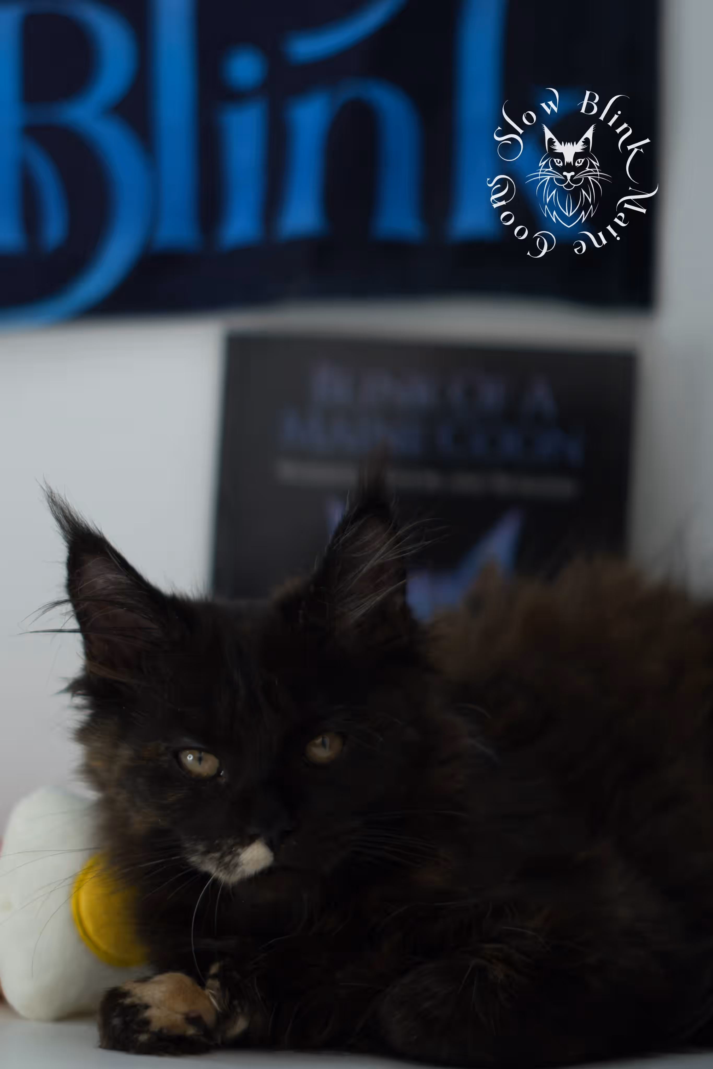 black tortie maine coon kitten female ems code mcp f age 10 weeks old poly SlowBlink Maine Coons Photo > black tortie maine coon kitten female ems code mcp f age 10 weeks old poly