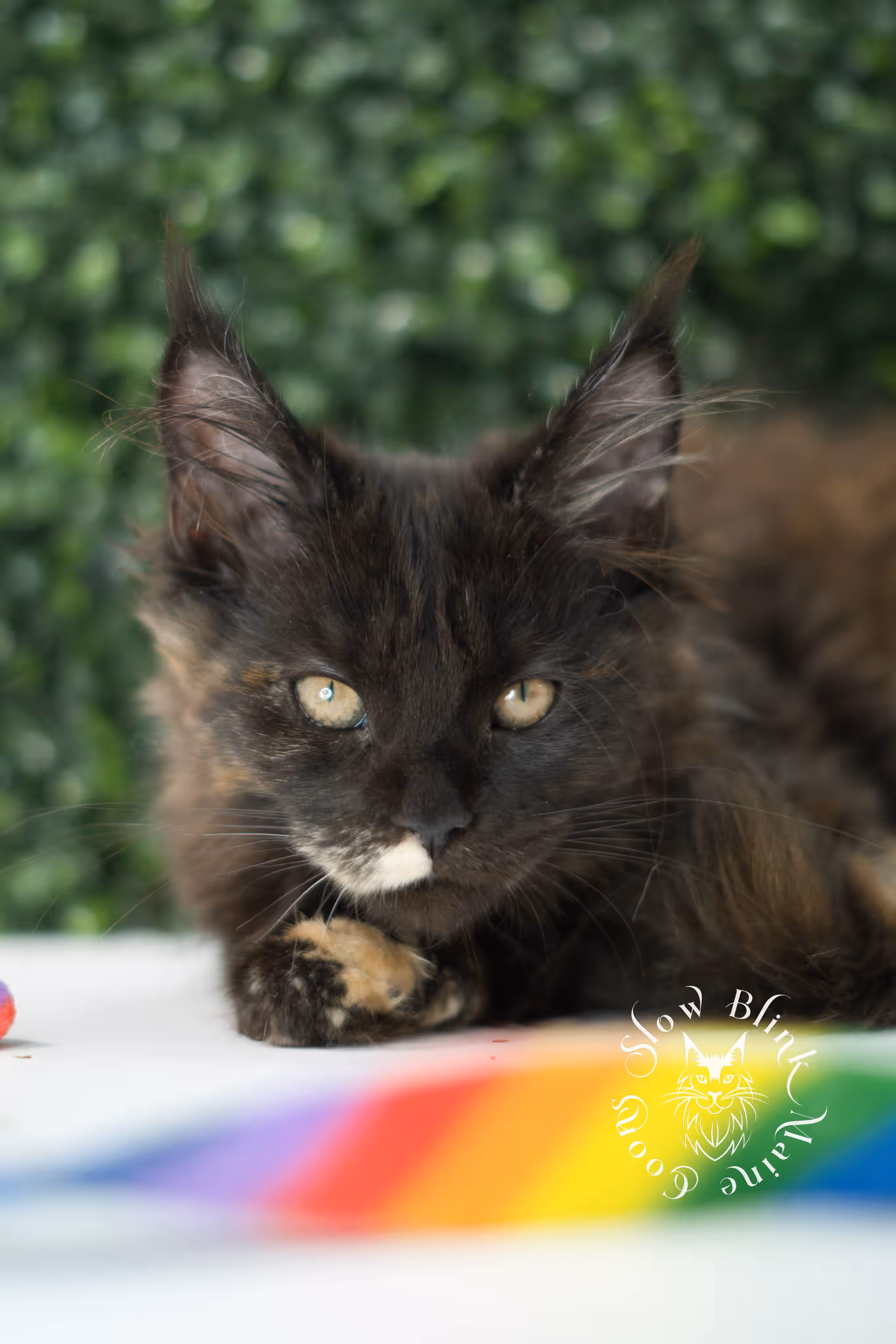 black tortie maine coon kitten female ems code mcp f age 10 weeks old poly SlowBlink Maine Coons Photo > black tortie maine coon kitten female ems code mcp f age 10 weeks old poly