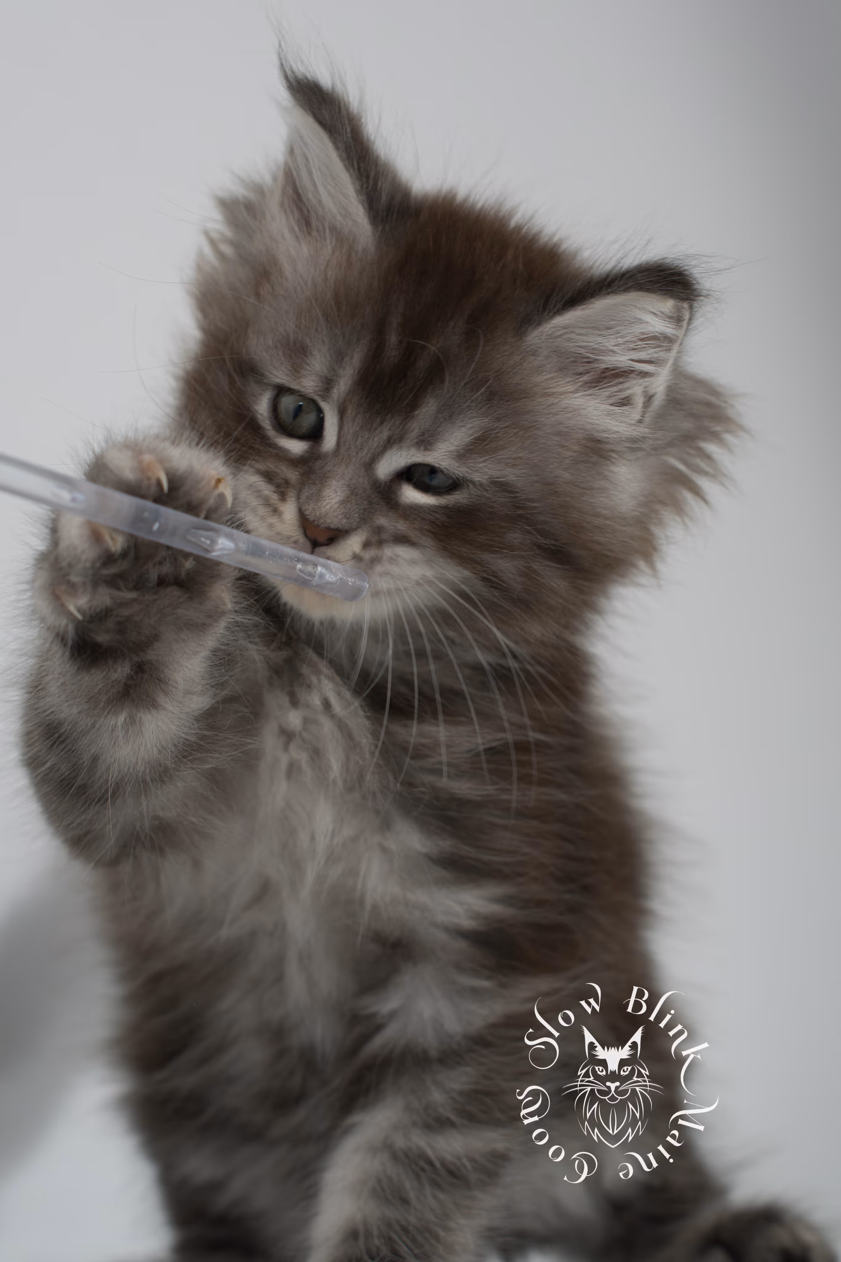 blue silver tabby maine coon kitten | ems code as 22 | slowblinkmainecoons | age 7 weeks | taken nov 2024 Blue Silver Tabby Maine Coon Kittens > blue silver tabby maine coon kitten | ems code as 22 | slowblinkmainecoons | age 7 weeks | taken nov 2024 | idx 01