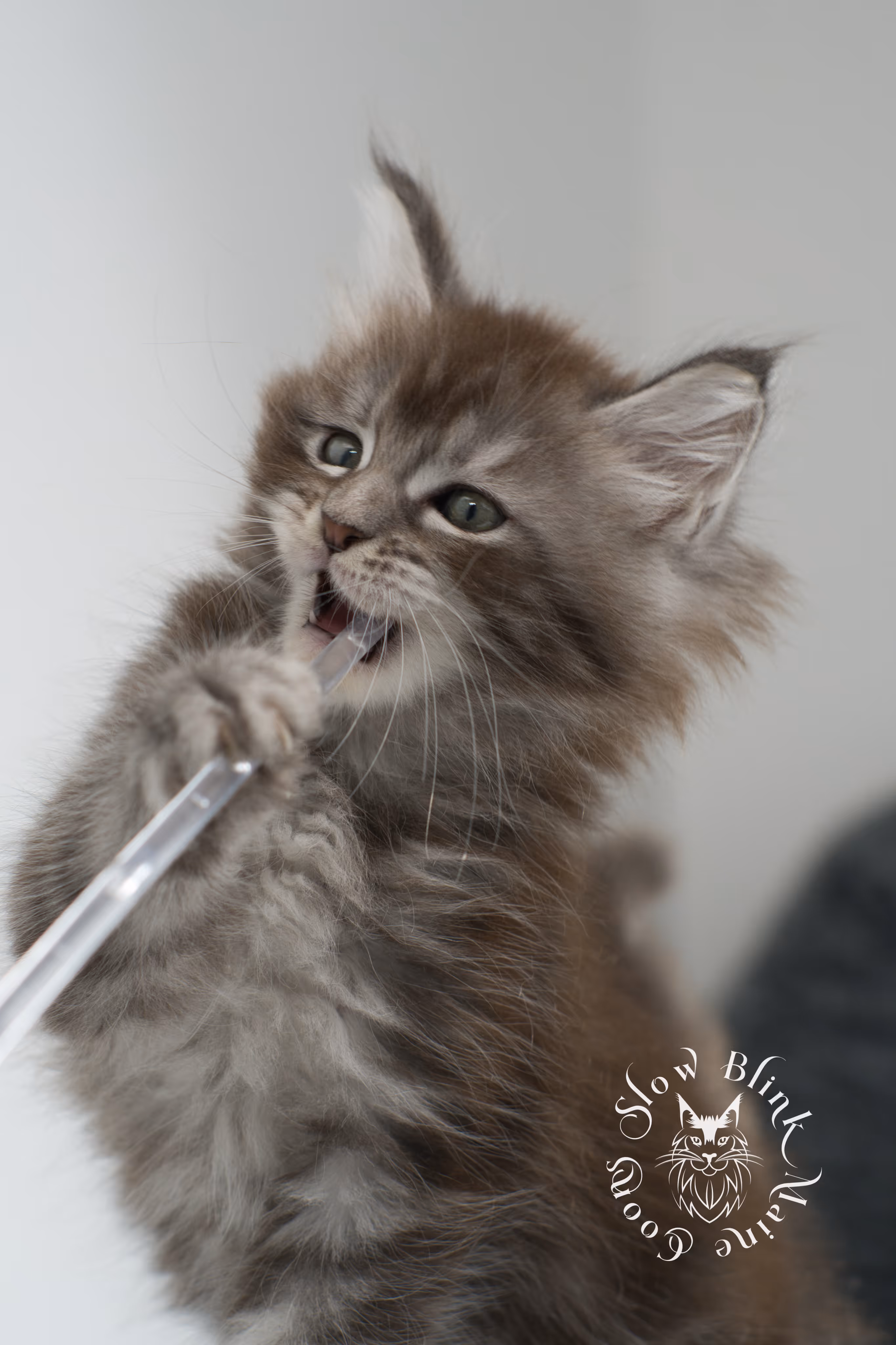 blue silver tabby maine coon kitten | ems code as 22 | slowblinkmainecoons | age 7 weeks | taken nov 2024 Blue Silver Tabby Maine Coon Kittens > blue silver tabby maine coon kitten | ems code as 22 | slowblinkmainecoons | age 7 weeks | taken nov 2024 | idx 02