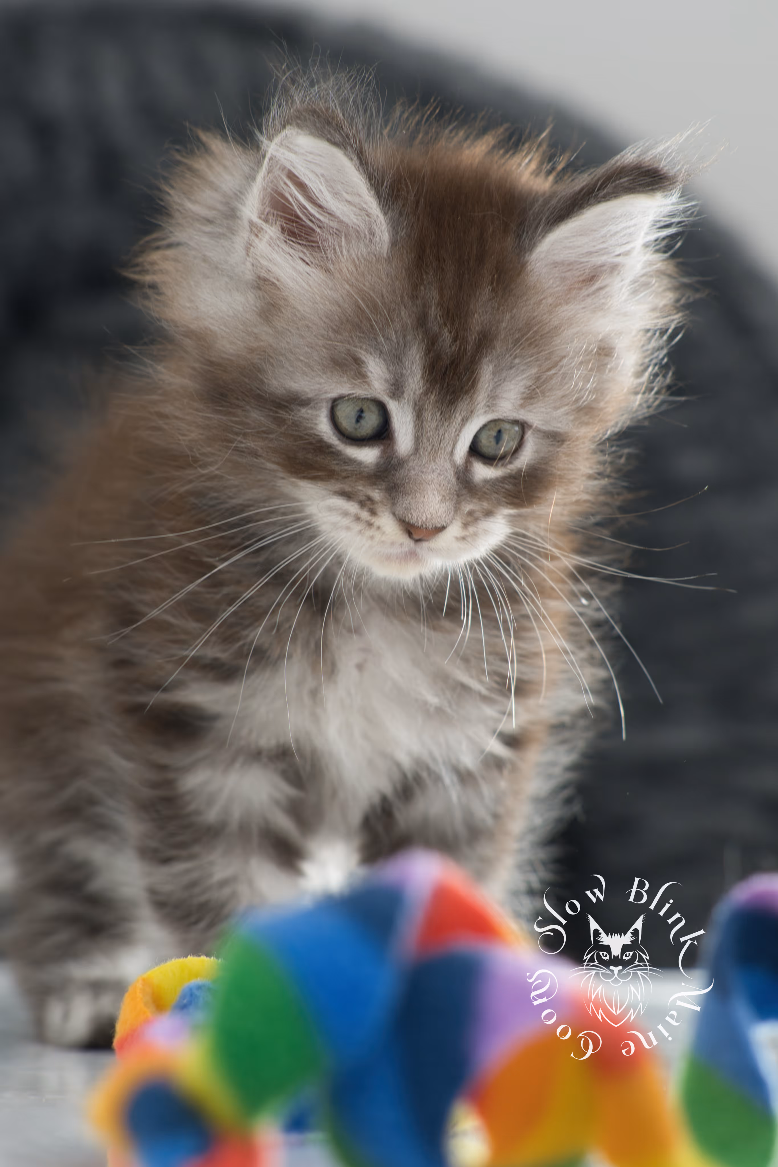 blue silver tabby maine coon kitten | ems code as 22 | slowblinkmainecoons | age 7 weeks | taken nov 2024 Blue Silver Tabby Maine Coon Kittens > blue silver tabby maine coon kitten | ems code as 22 | slowblinkmainecoons | age 7 weeks | taken nov 2024 | idx 04