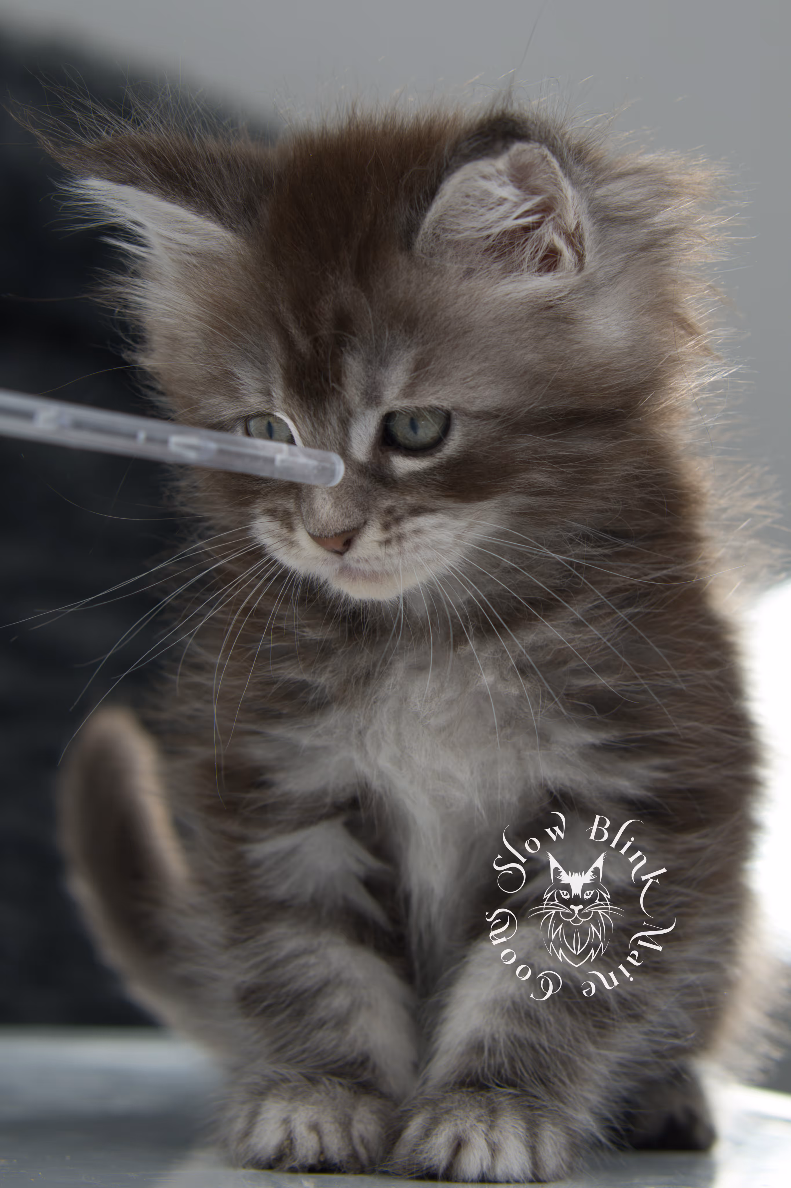 blue silver tabby maine coon kitten | ems code as 22 | slowblinkmainecoons | age 7 weeks | taken nov 2024 Blue Silver Tabby Maine Coon Kittens > blue silver tabby maine coon kitten | ems code as 22 | slowblinkmainecoons | age 7 weeks | taken nov 2024 | idx 06