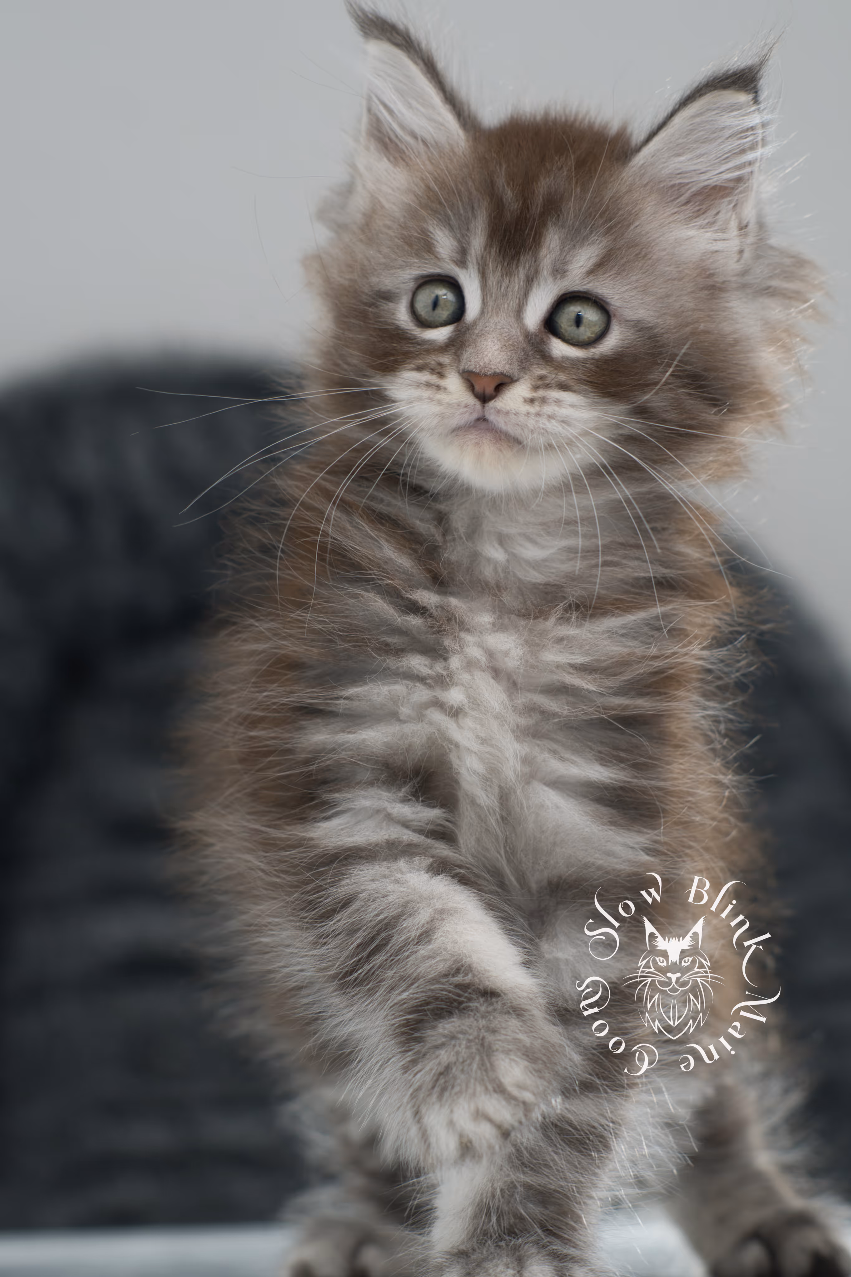 blue silver tabby maine coon kitten | ems code as 22 | slowblinkmainecoons | age 7 weeks | taken nov 2024 Blue Silver Tabby Maine Coon Kittens > blue silver tabby maine coon kitten | ems code as 22 | slowblinkmainecoons | age 7 weeks | taken nov 2024 | idx 07