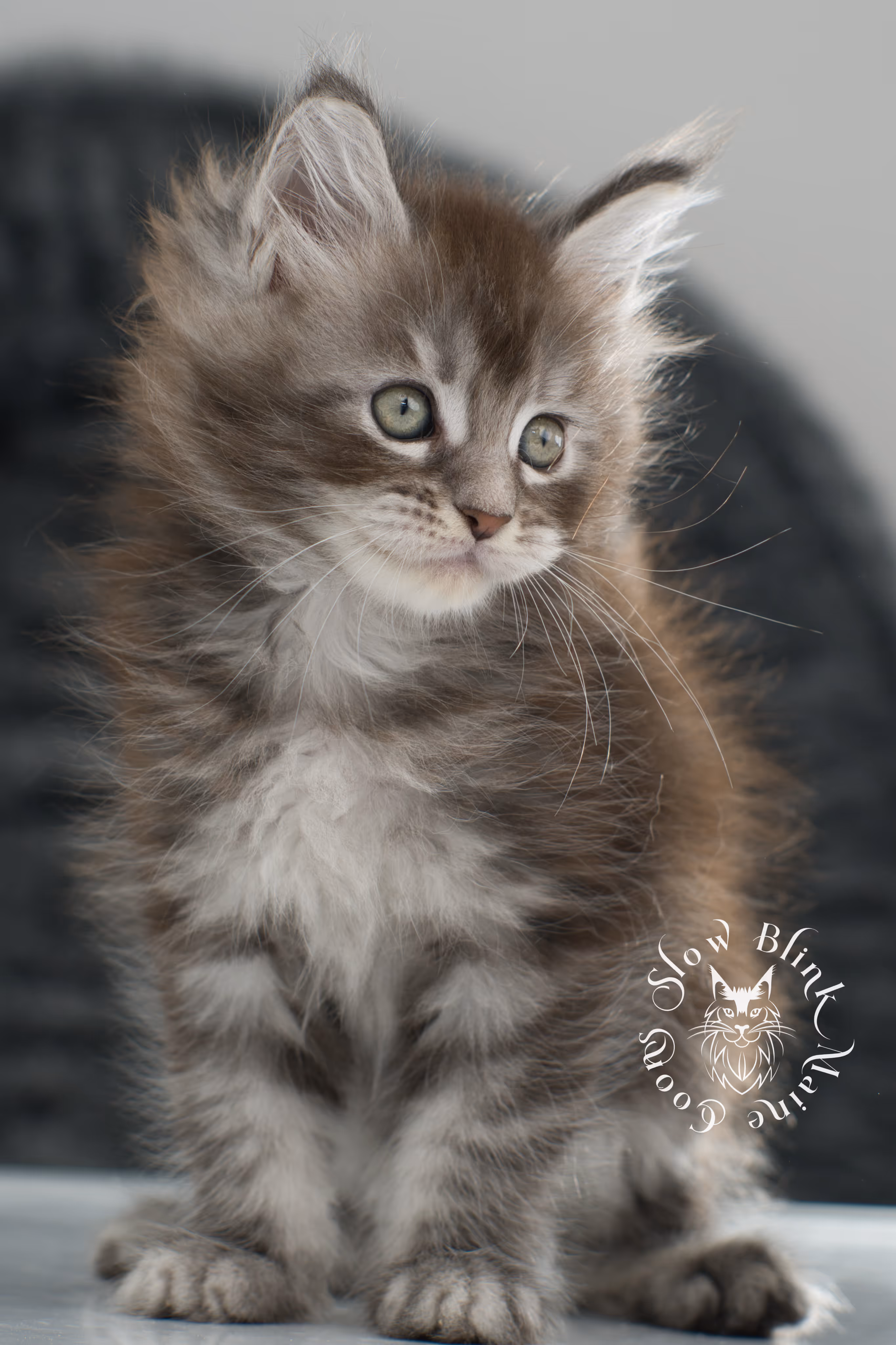 blue silver tabby maine coon kitten | ems code as 22 | slowblinkmainecoons | age 7 weeks | taken nov 2024 Blue Silver Tabby Maine Coon Kittens > blue silver tabby maine coon kitten | ems code as 22 | slowblinkmainecoons | age 7 weeks | taken nov 2024 | idx 08