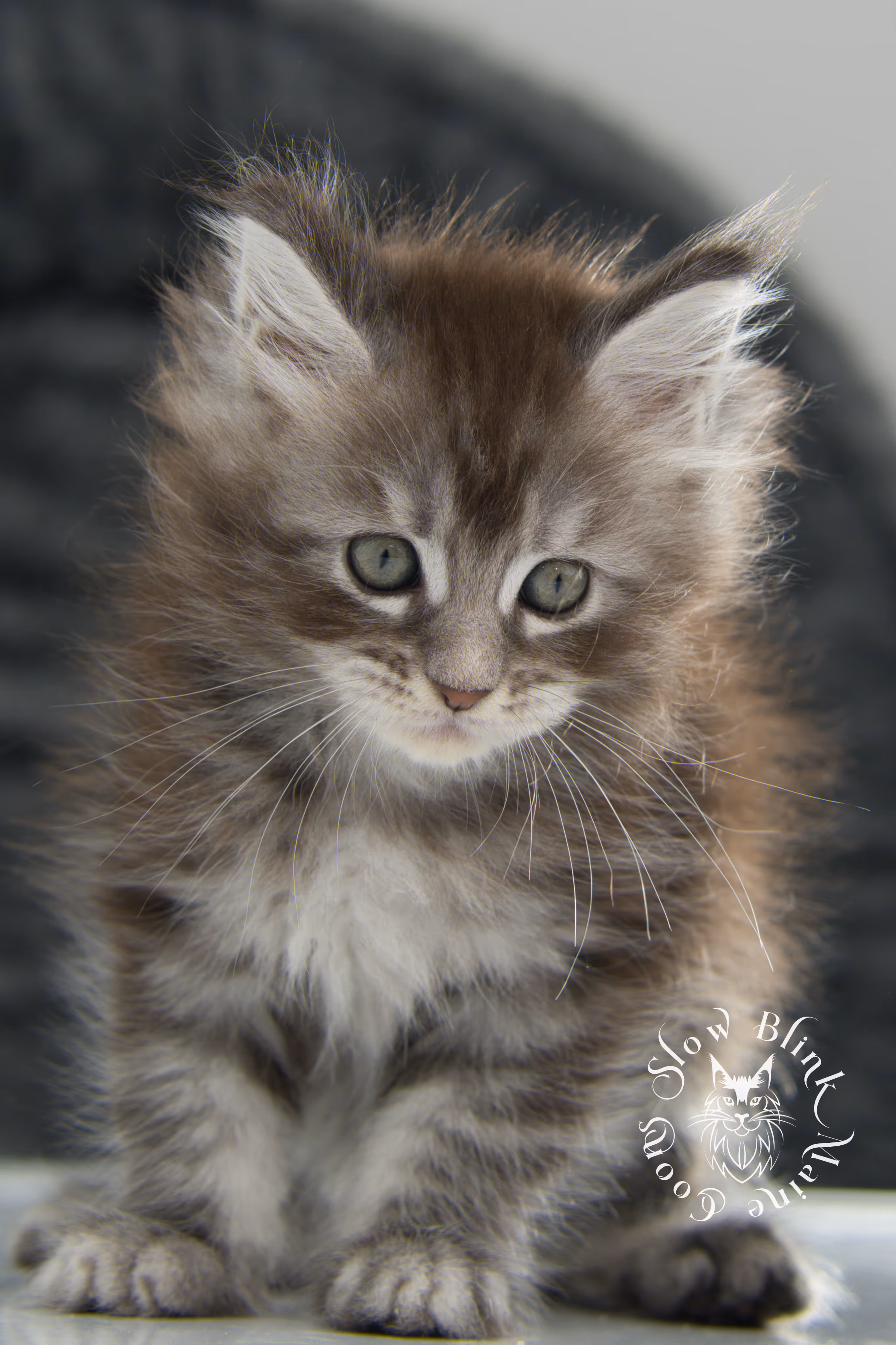 blue silver tabby maine coon kitten | ems code as 22 | slowblinkmainecoons | age 7 weeks | taken nov 2024 Blue Silver Tabby Maine Coon Kittens > blue silver tabby maine coon kitten | ems code as 22 | slowblinkmainecoons | age 7 weeks | taken nov 2024 | idx 09