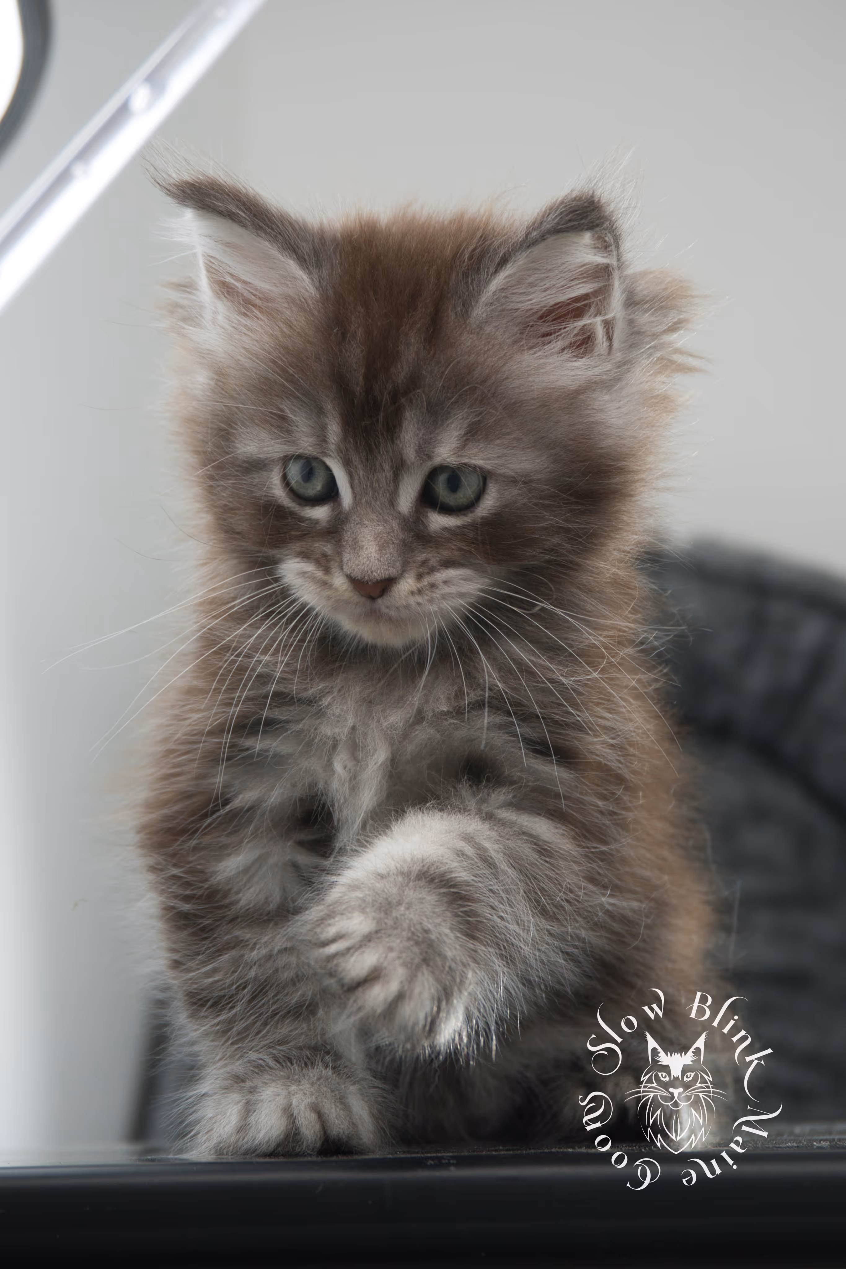blue silver tabby maine coon kitten | ems code as 22 | slowblinkmainecoons | age 7 weeks | taken nov 2024 Blue Silver Tabby Maine Coon Kittens > blue silver tabby maine coon kitten | ems code as 22 | slowblinkmainecoons | age 7 weeks | taken nov 2024 | idx 10