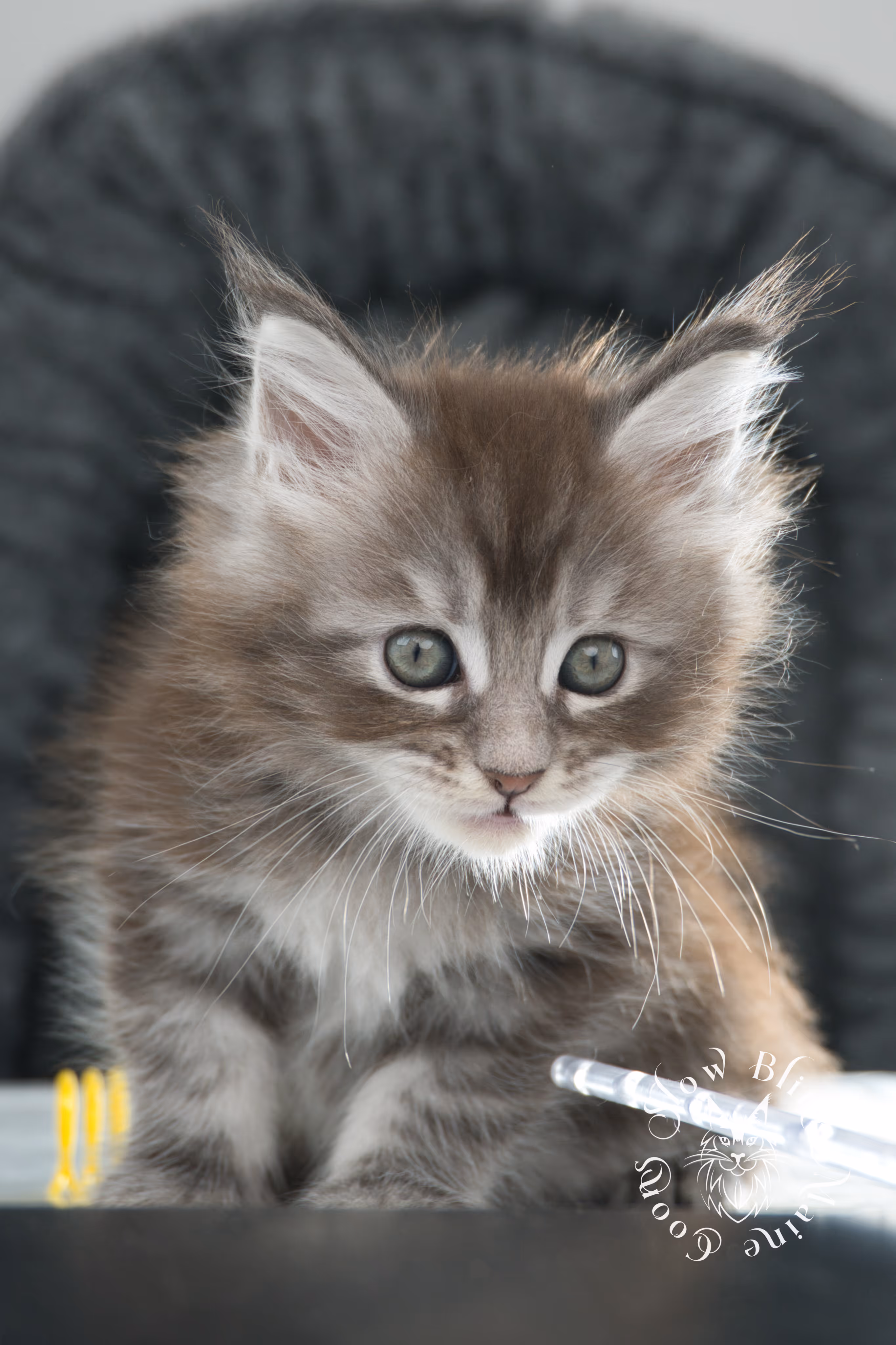 blue silver tabby maine coon kitten | ems code as 22 | slowblinkmainecoons | age 7 weeks | taken nov 2024 Blue Silver Tabby Maine Coon Kittens > blue silver tabby maine coon kitten | ems code as 22 | slowblinkmainecoons | age 7 weeks | taken nov 2024 | idx 11