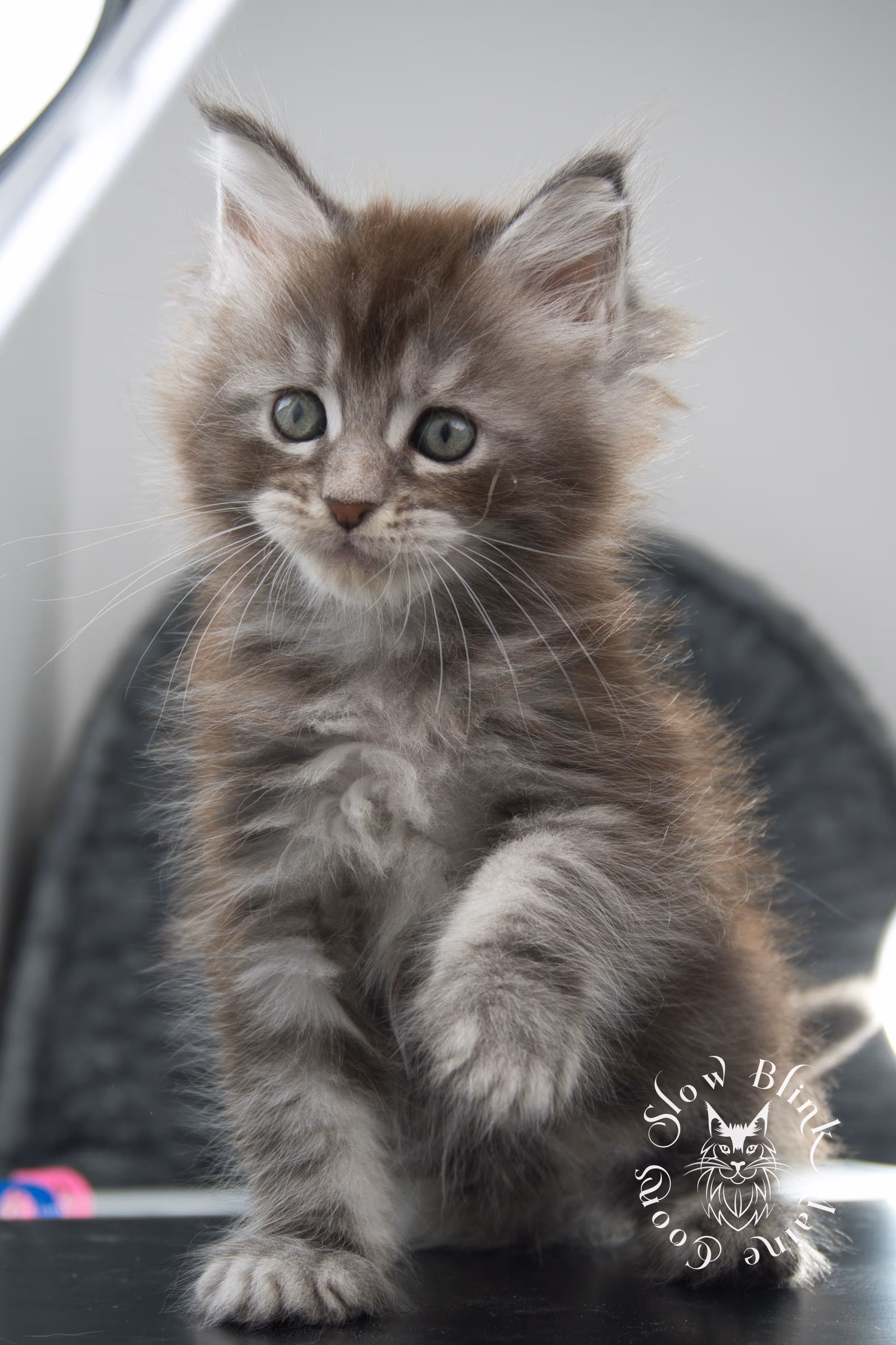 blue silver tabby maine coon kitten | ems code as 22 | slowblinkmainecoons | age 7 weeks | taken nov 2024 Blue Silver Tabby Maine Coon Kittens > blue silver tabby maine coon kitten | ems code as 22 | slowblinkmainecoons | age 7 weeks | taken nov 2024 | idx 14