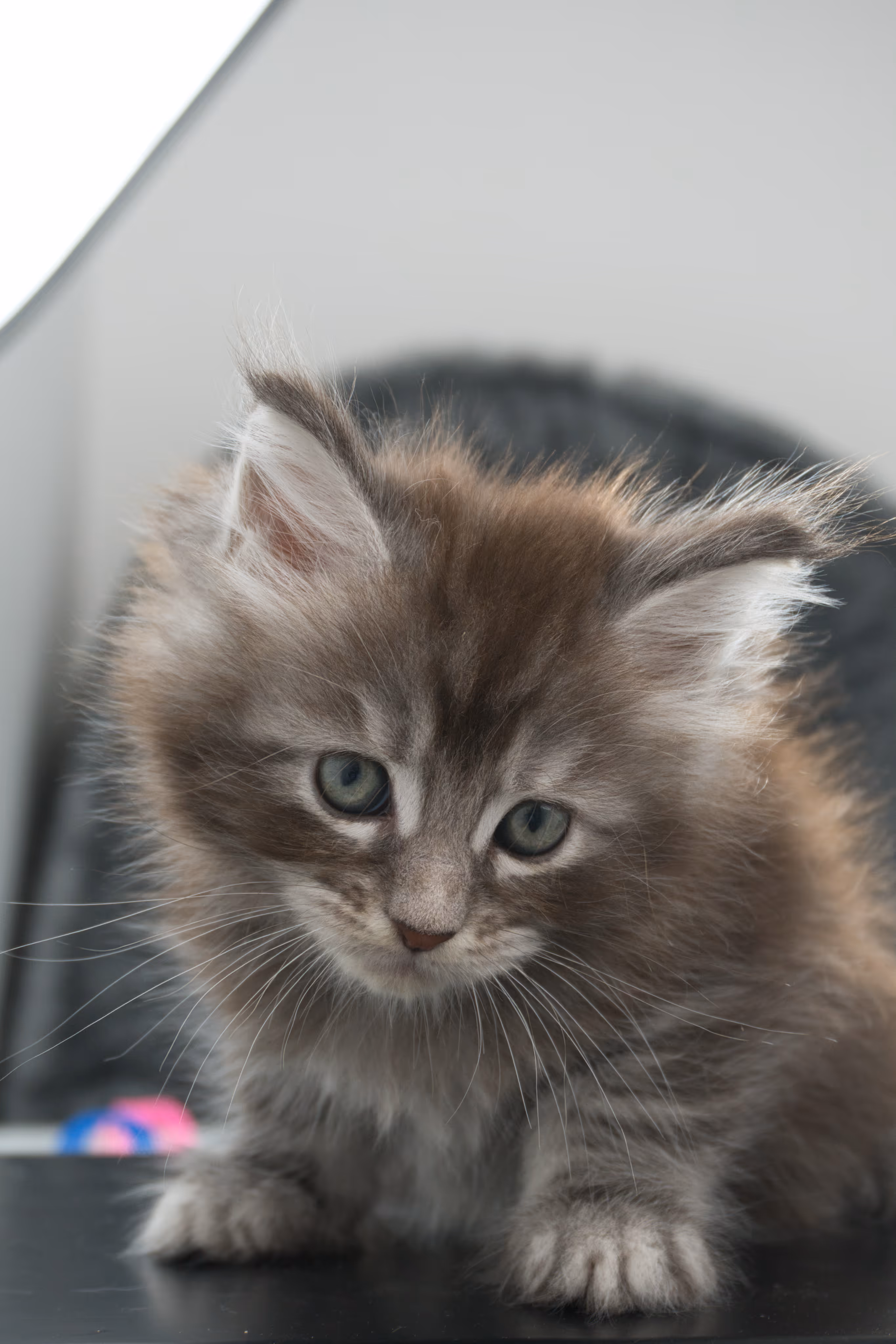 blue silver tabby maine coon kitten | ems code as 22 | slowblinkmainecoons | age 7 weeks | taken nov 2024 Blue Silver Tabby Maine Coon Kittens > blue silver tabby maine coon kitten | ems code as 22 | slowblinkmainecoons | age 7 weeks | taken nov 2024 | idx 15