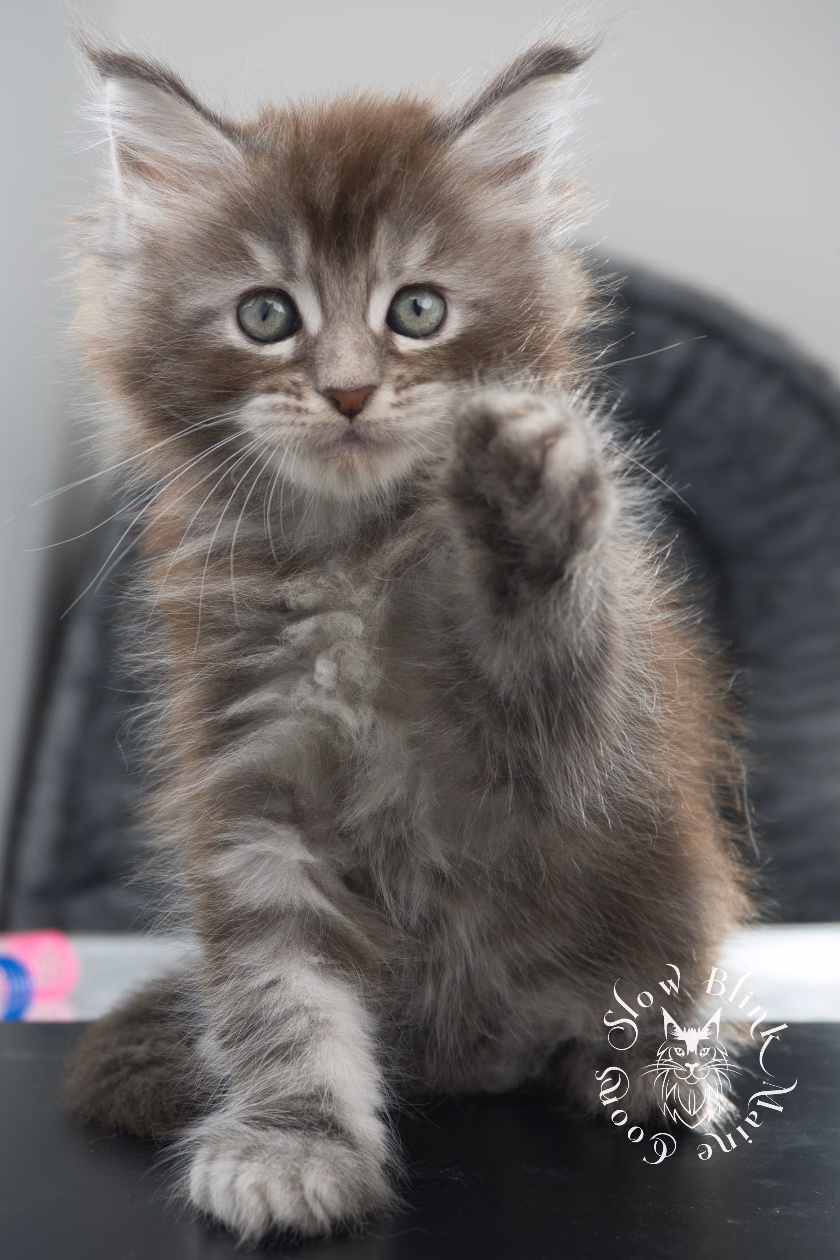 blue silver tabby maine coon kitten | ems code as 22 | slowblinkmainecoons | age 7 weeks | taken nov 2024 Blue Silver Tabby Maine Coon Kittens > blue silver tabby maine coon kitten | ems code as 22 | slowblinkmainecoons | age 7 weeks | taken nov 2024 | idx 16