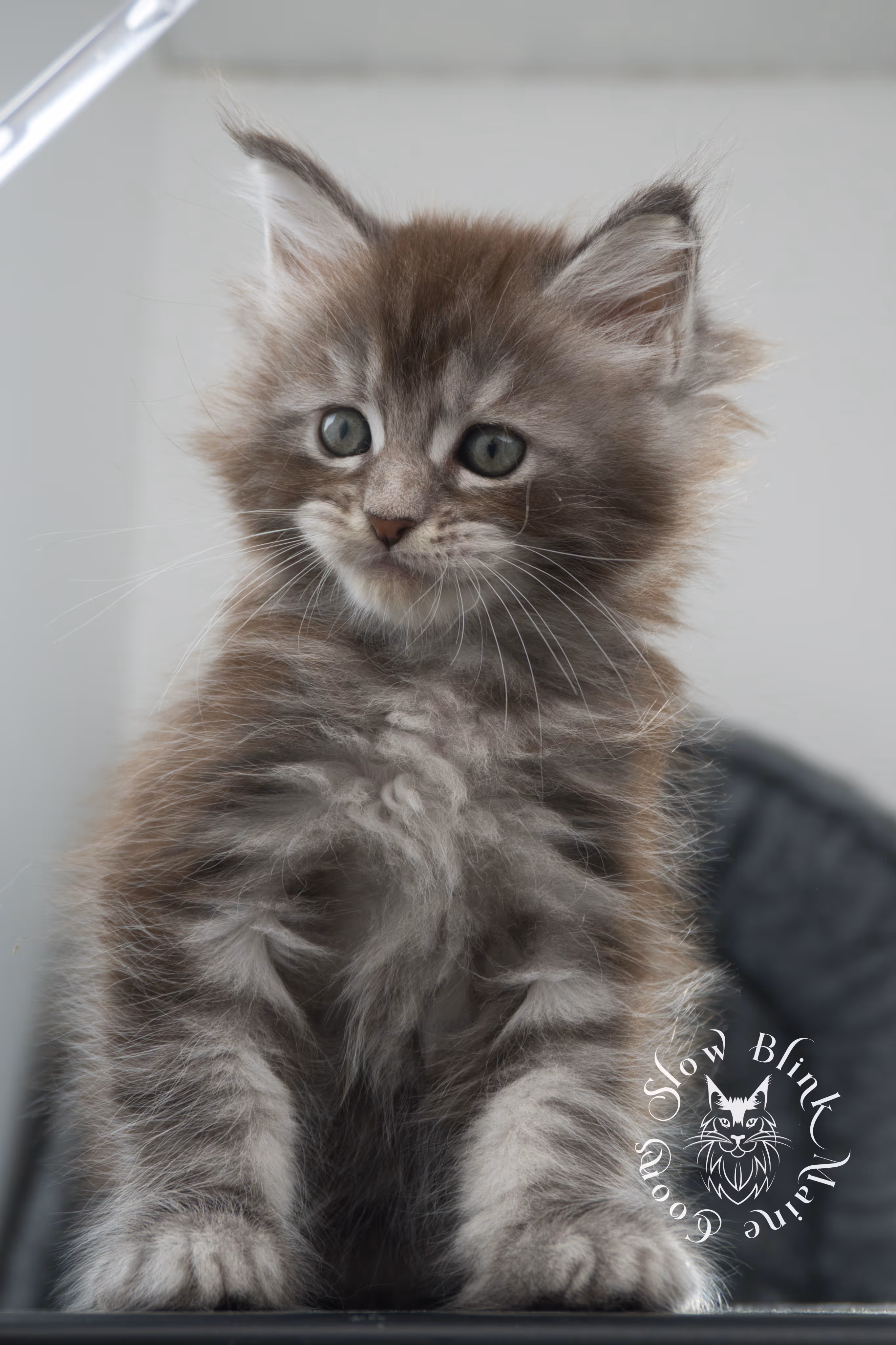 blue silver tabby maine coon kitten | ems code as 22 | slowblinkmainecoons | age 7 weeks | taken nov 2024 Blue Silver Tabby Maine Coon Kittens > blue silver tabby maine coon kitten | ems code as 22 | slowblinkmainecoons | age 7 weeks | taken nov 2024 | idx 17