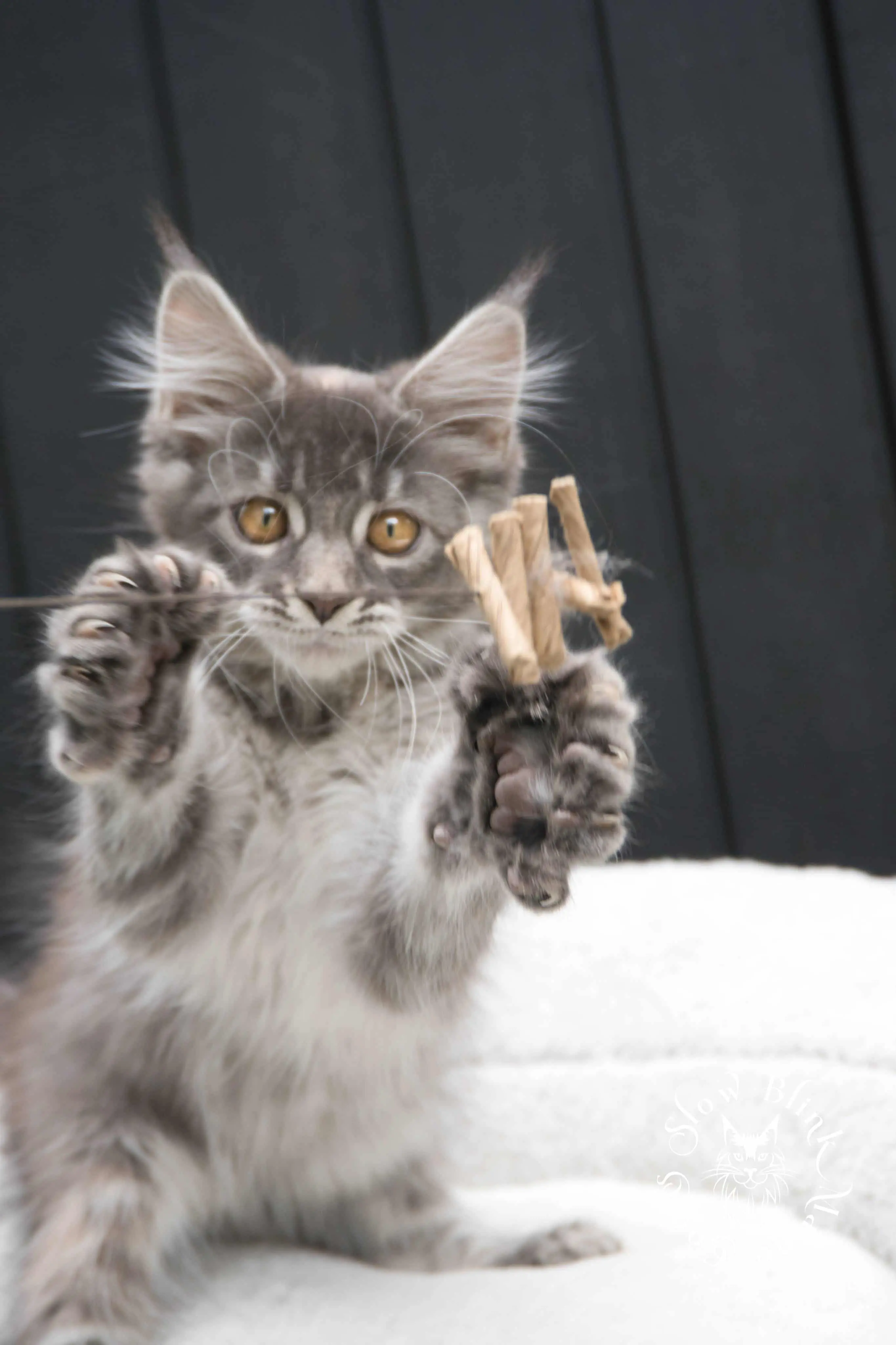 blue silver tabby maine coon kitten | ems code as 22 | slowblinkmainecoons | taken june 2024 Blue Silver Tabby Maine Coon Kittens > blue silver tabby maine coon kitten | ems code as 22 | slowblinkmainecoons | taken june 2024 | 02