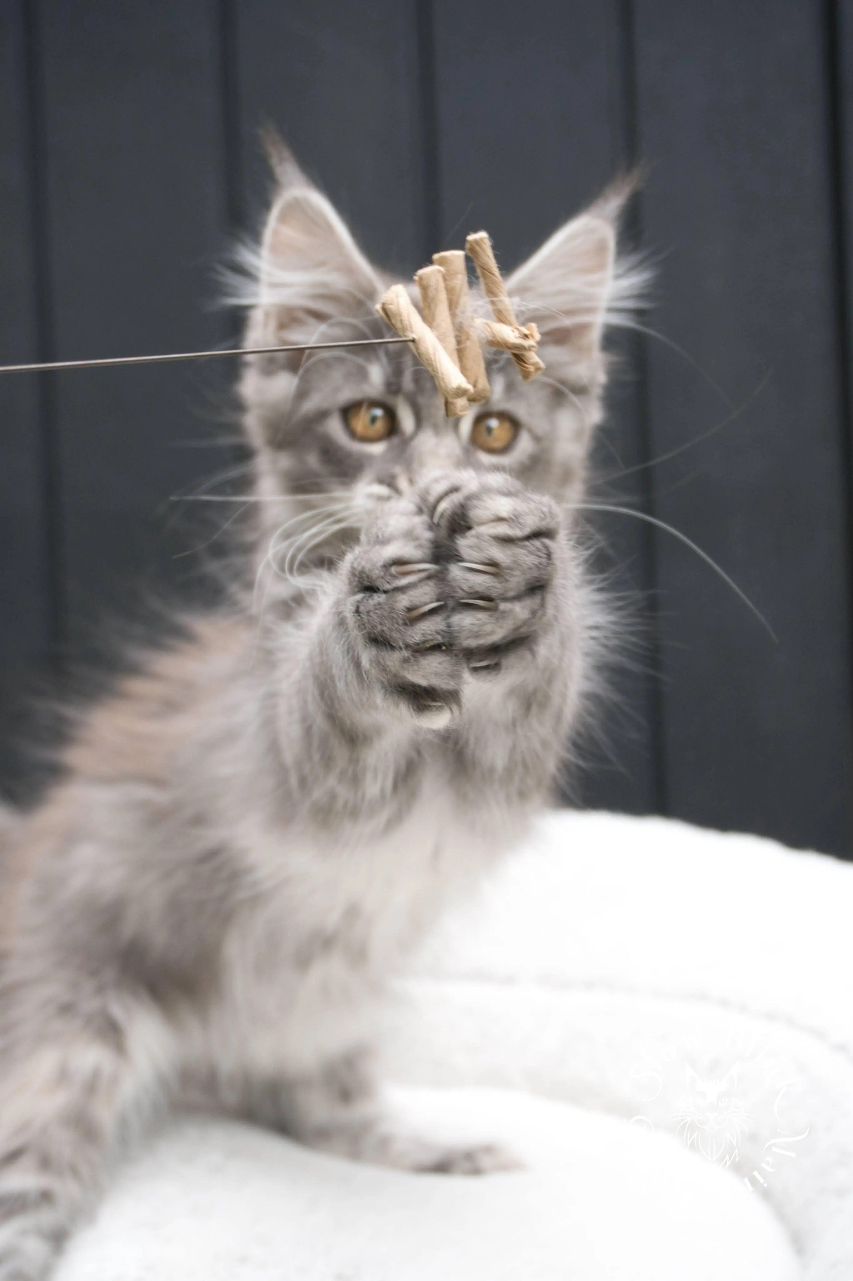 blue silver tabby maine coon kitten | ems code as 22 | slowblinkmainecoons | taken june 2024 Blue Silver Tabby Maine Coon Kittens > blue silver tabby maine coon kitten | ems code as 22 | slowblinkmainecoons | taken june 2024 | 02