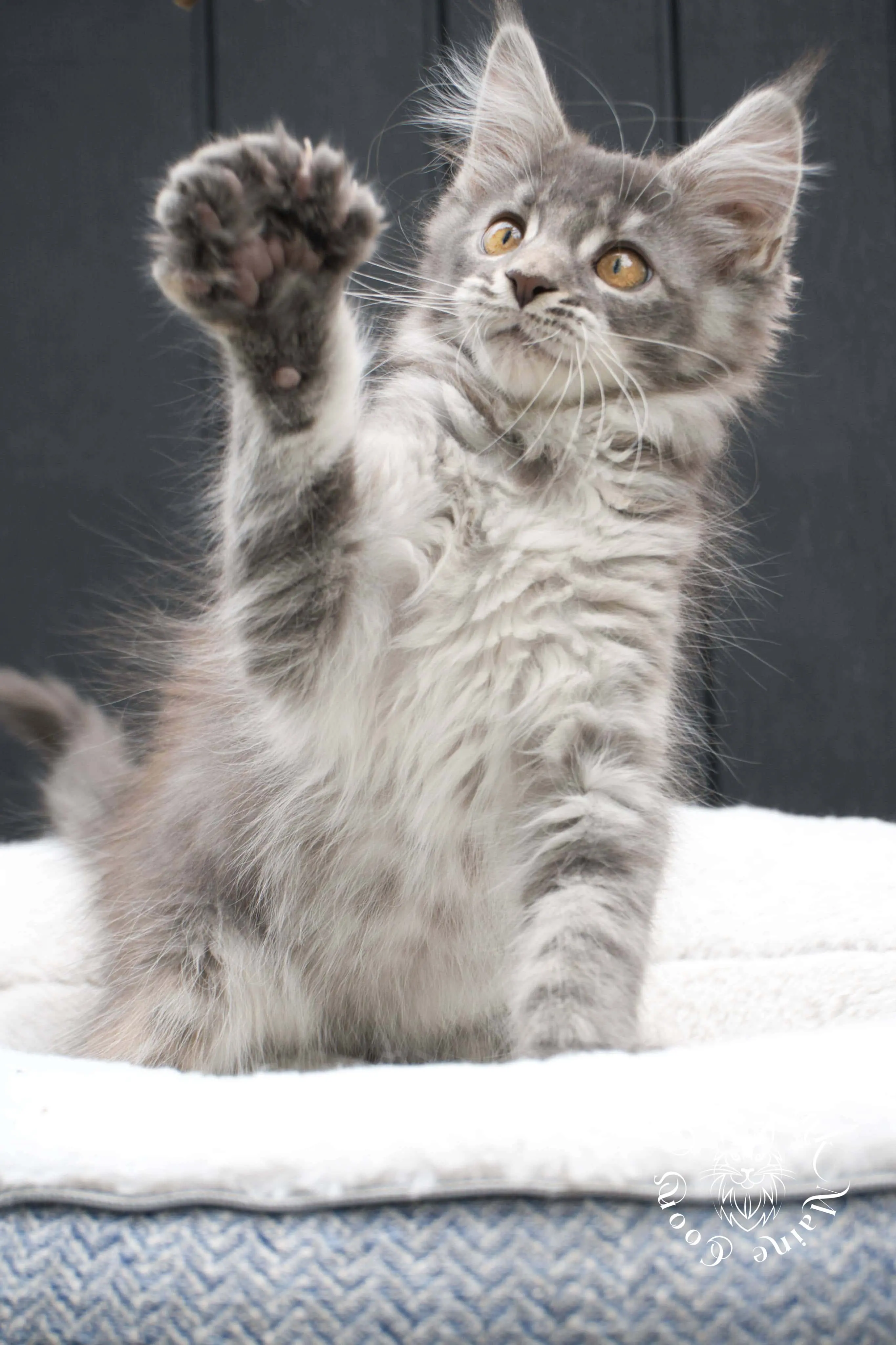 blue silver tabby maine coon kitten | ems code as 22 | slowblinkmainecoons | taken june 2024 Blue Silver Tabby Maine Coon Kittens > blue silver tabby maine coon kitten | ems code as 22 | slowblinkmainecoons | taken june 2024 | 02