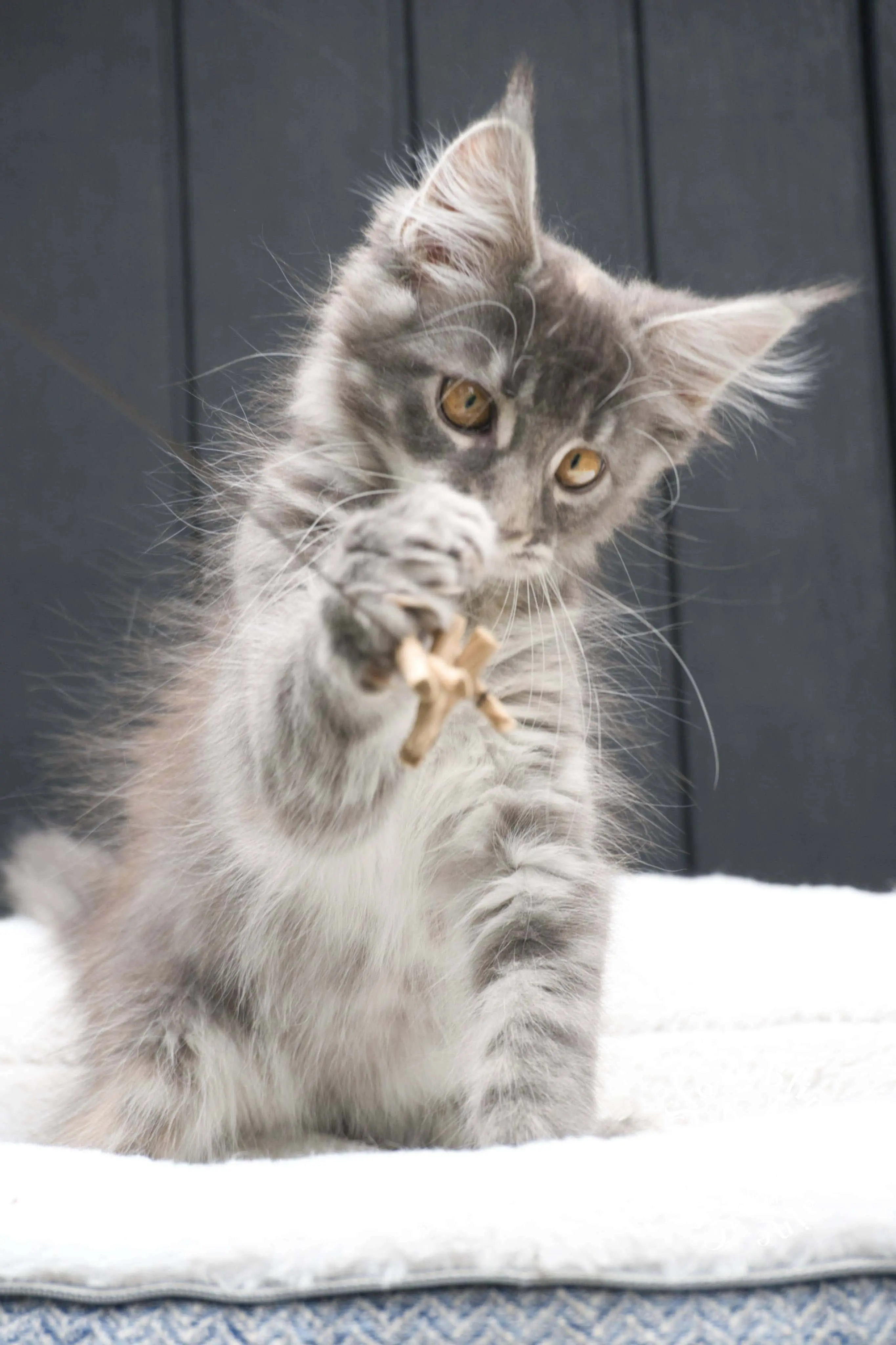 blue silver tabby maine coon kitten | ems code as 22 | slowblinkmainecoons | taken june 2024 Blue Silver Tabby Maine Coon Kittens > blue silver tabby maine coon kitten | ems code as 22 | slowblinkmainecoons | taken june 2024 | 02