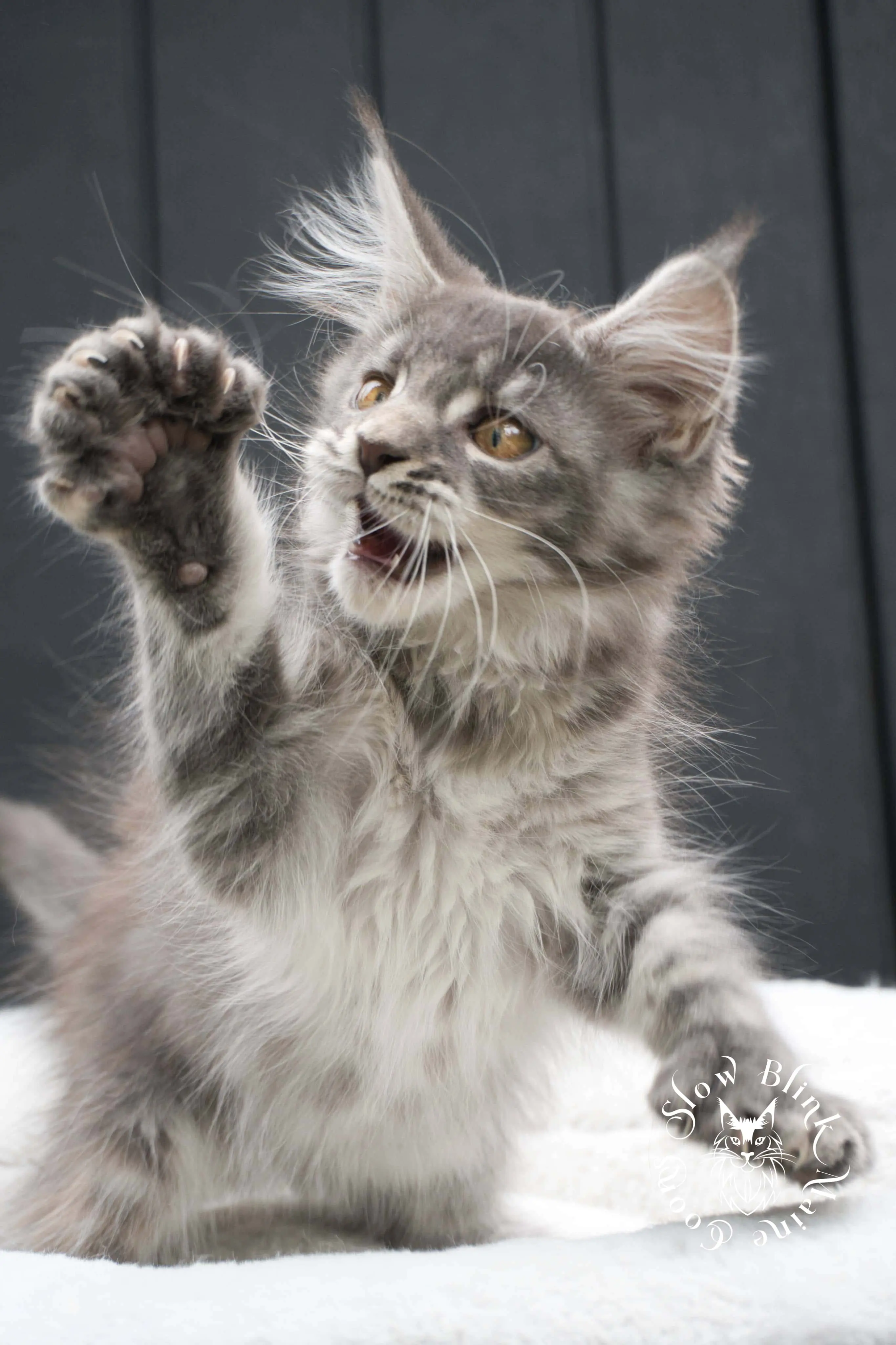 blue silver tabby maine coon kitten | ems code as 22 | slowblinkmainecoons | taken june 2024 Blue Silver Tabby Maine Coon Kittens > blue silver tabby maine coon kitten | ems code as 22 | slowblinkmainecoons | taken june 2024 | 02
