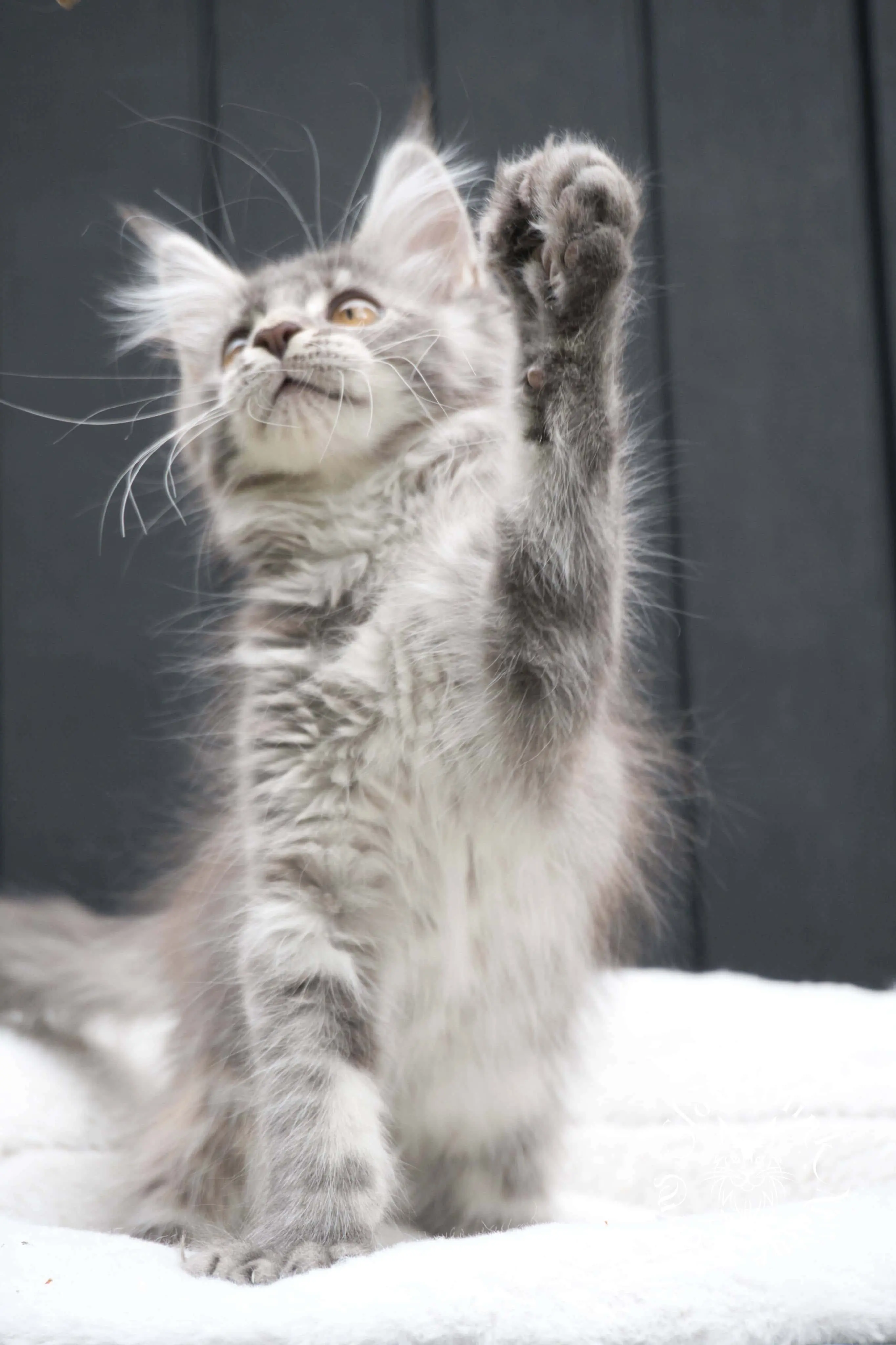 blue silver tabby maine coon kitten | ems code as 22 | slowblinkmainecoons | taken june 2024 Blue Silver Tabby Maine Coon Kittens > blue silver tabby maine coon kitten | ems code as 22 | slowblinkmainecoons | taken june 2024 | 02