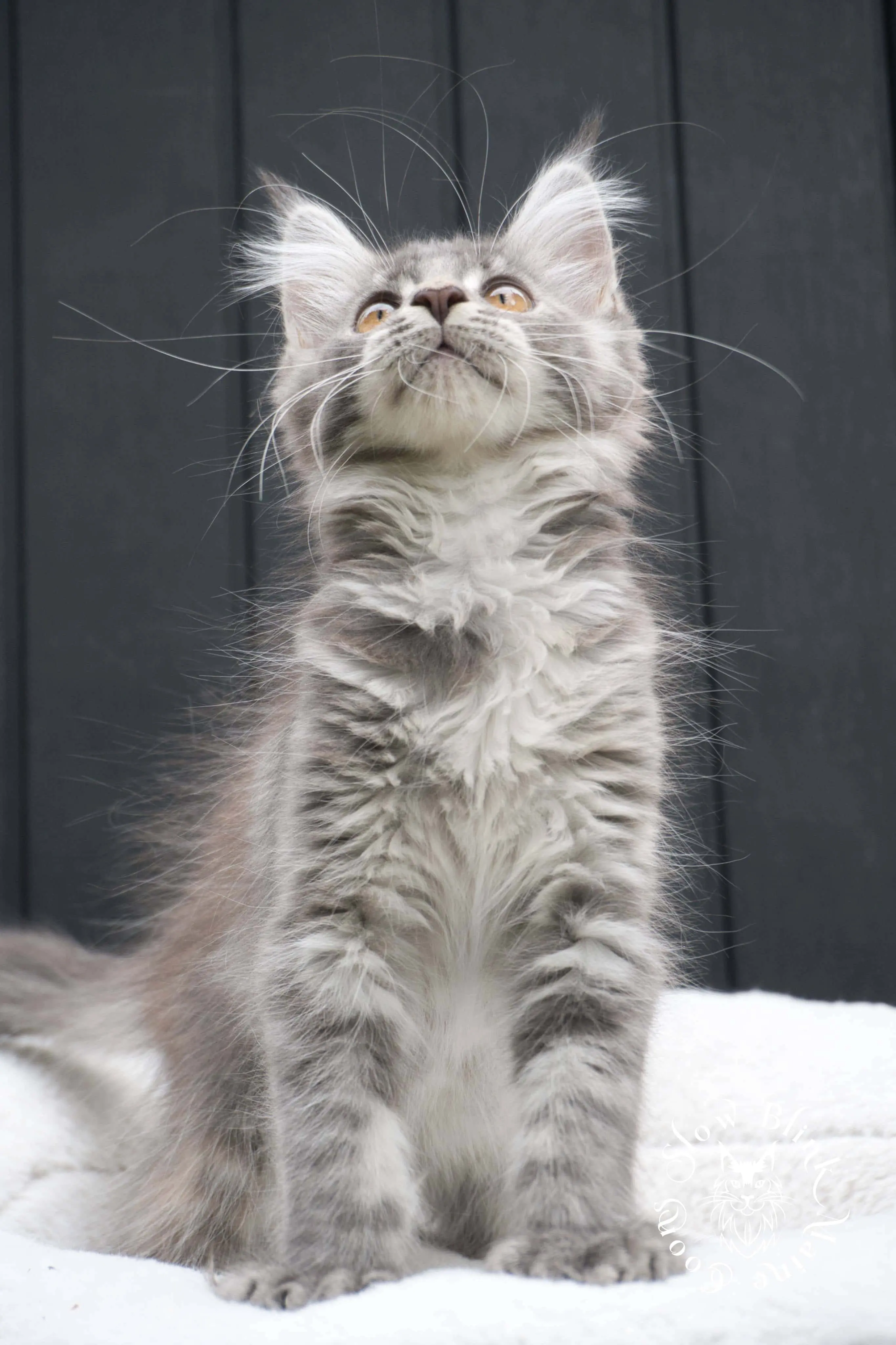 blue silver tabby maine coon kitten | ems code as 22 | slowblinkmainecoons | taken june 2024 Blue Silver Tabby Maine Coon Kittens > blue silver tabby maine coon kitten | ems code as 22 | slowblinkmainecoons | taken june 2024 | 02
