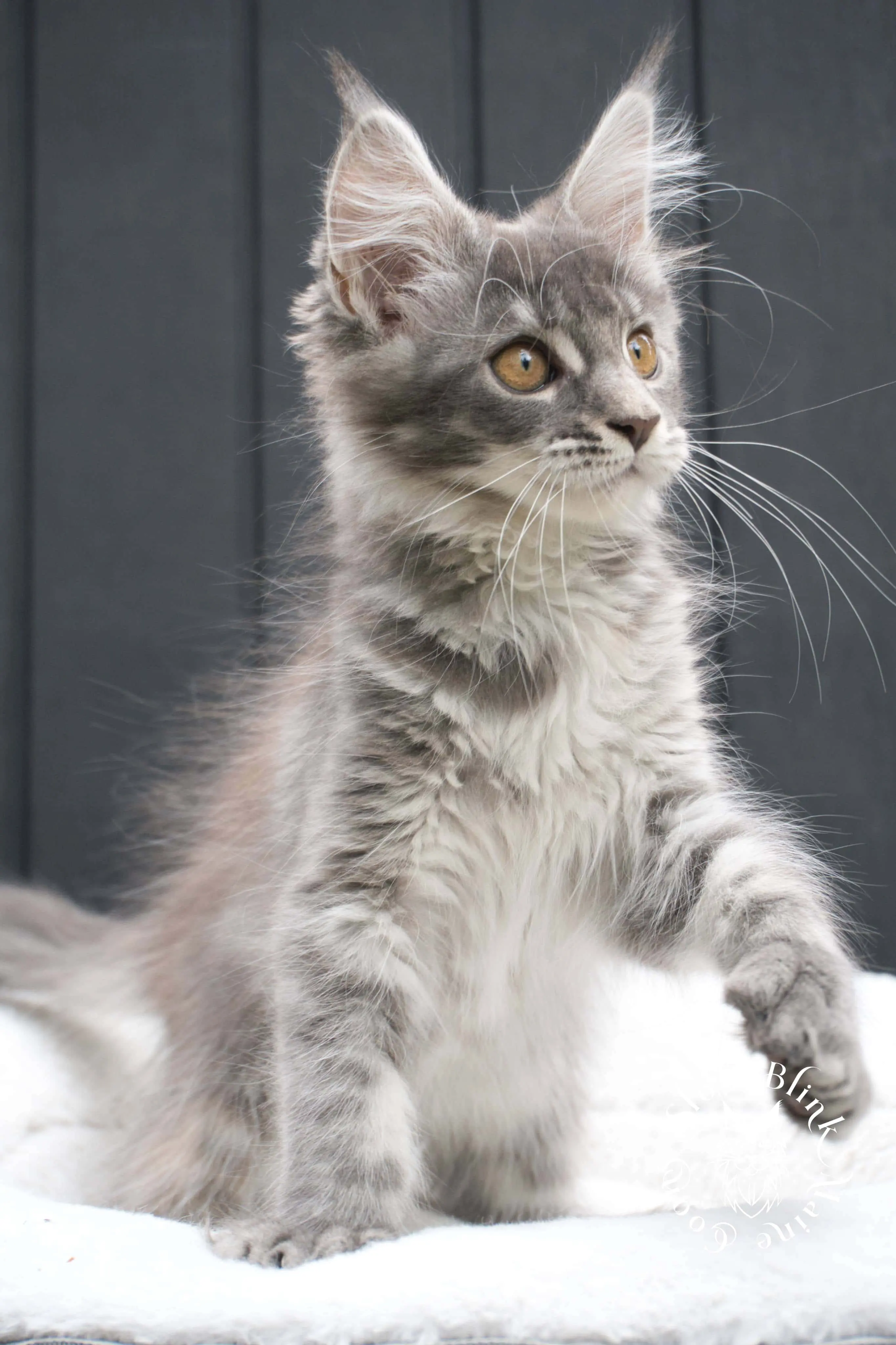 blue silver tabby maine coon kitten | ems code as 22 | slowblinkmainecoons | taken june 2024 Blue Silver Tabby Maine Coon Kittens > blue silver tabby maine coon kitten | ems code as 22 | slowblinkmainecoons | taken june 2024 | 02