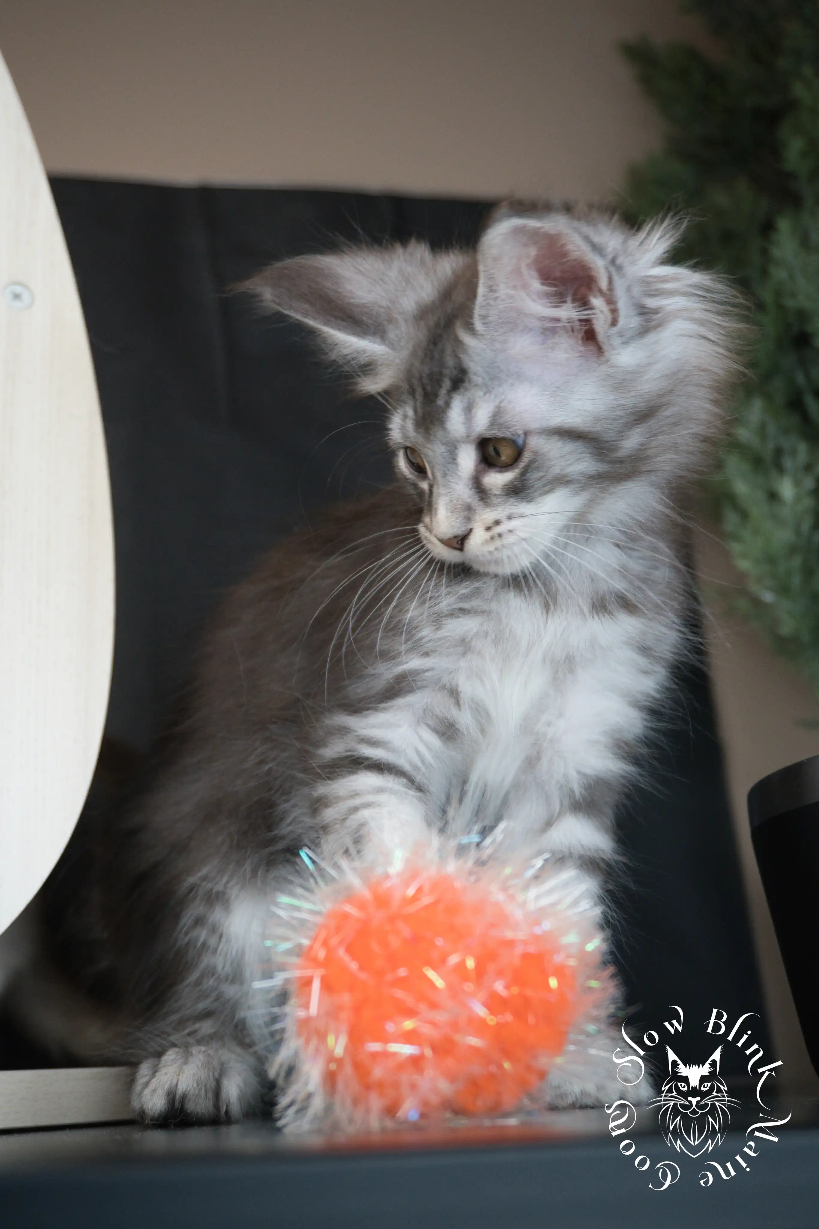 blue silver tabby maine coon kitten | ems code as 22 | slowblinkmainecoons | taken june 2024 Blue Silver Tabby Maine Coon Kittens > blue silver tabby maine coon kitten | ems code as 22 | slowblinkmainecoons | taken june 2024 | 03