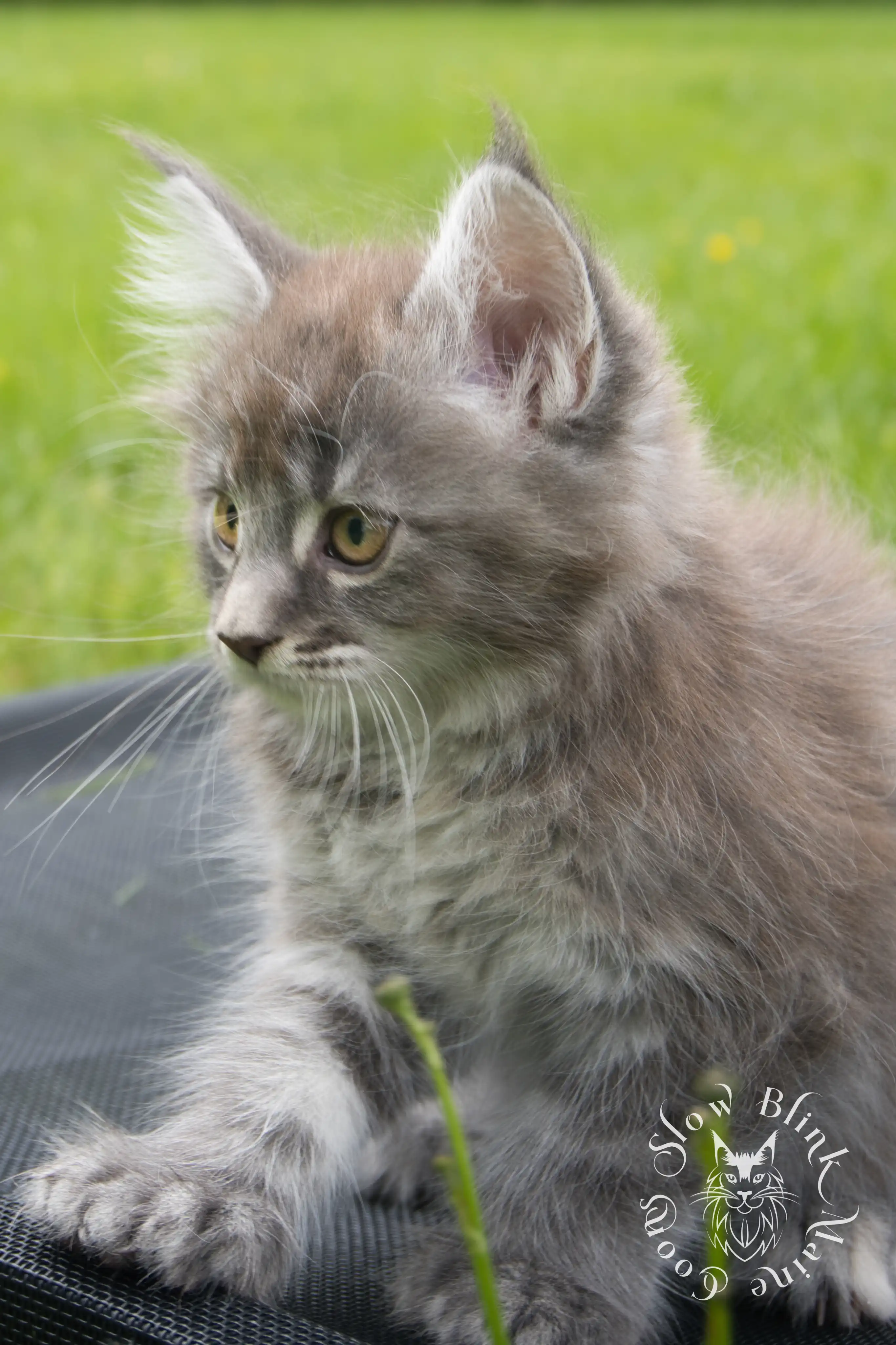 blue silver tabby maine coon kitten | ems code as 22 | slowblinkmainecoons | taken june 2024 Blue Silver Tabby Maine Coon Kittens > blue silver tabby maine coon kitten | ems code as 22 | slowblinkmainecoons | taken june 2024 | 04