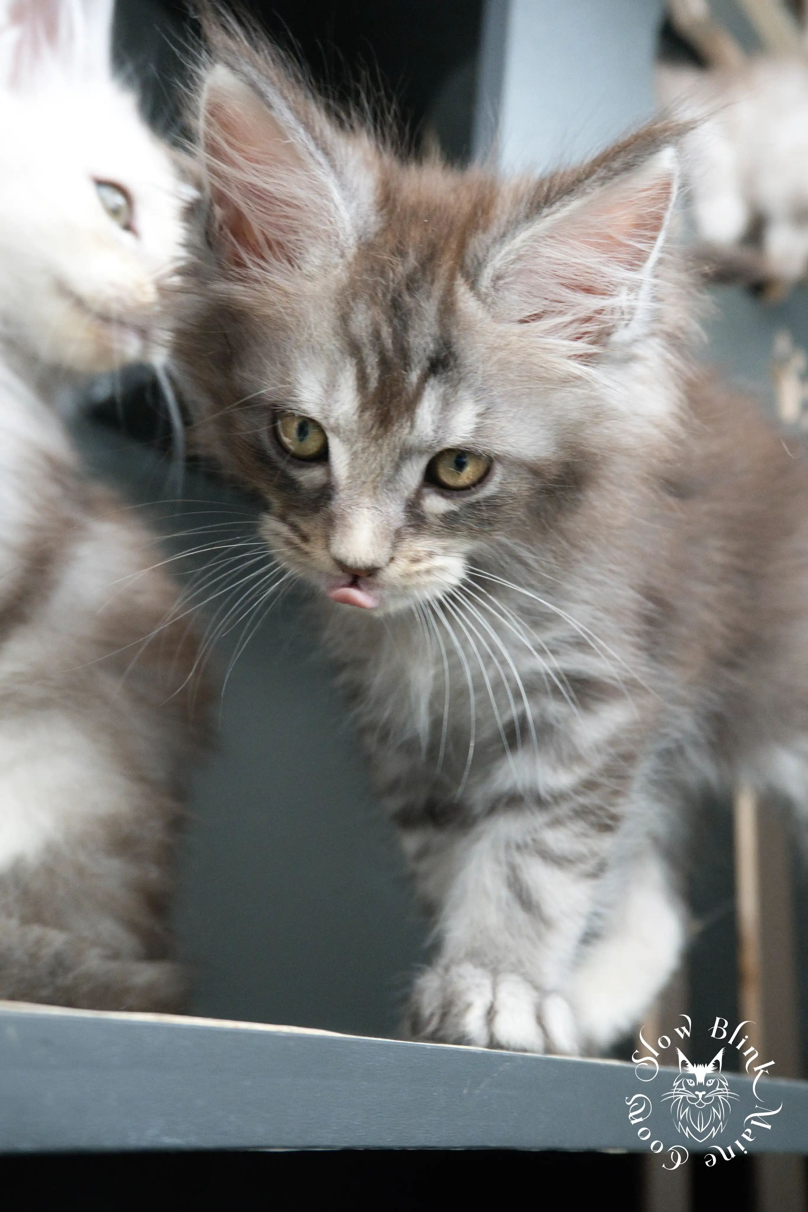 blue silver tabby maine coon kitten | ems code as 22 | slowblinkmainecoons | taken june 2024 Blue Silver Tabby Maine Coon Kittens > blue silver tabby maine coon kitten | ems code as 22 | slowblinkmainecoons | taken june 2024 | 04
