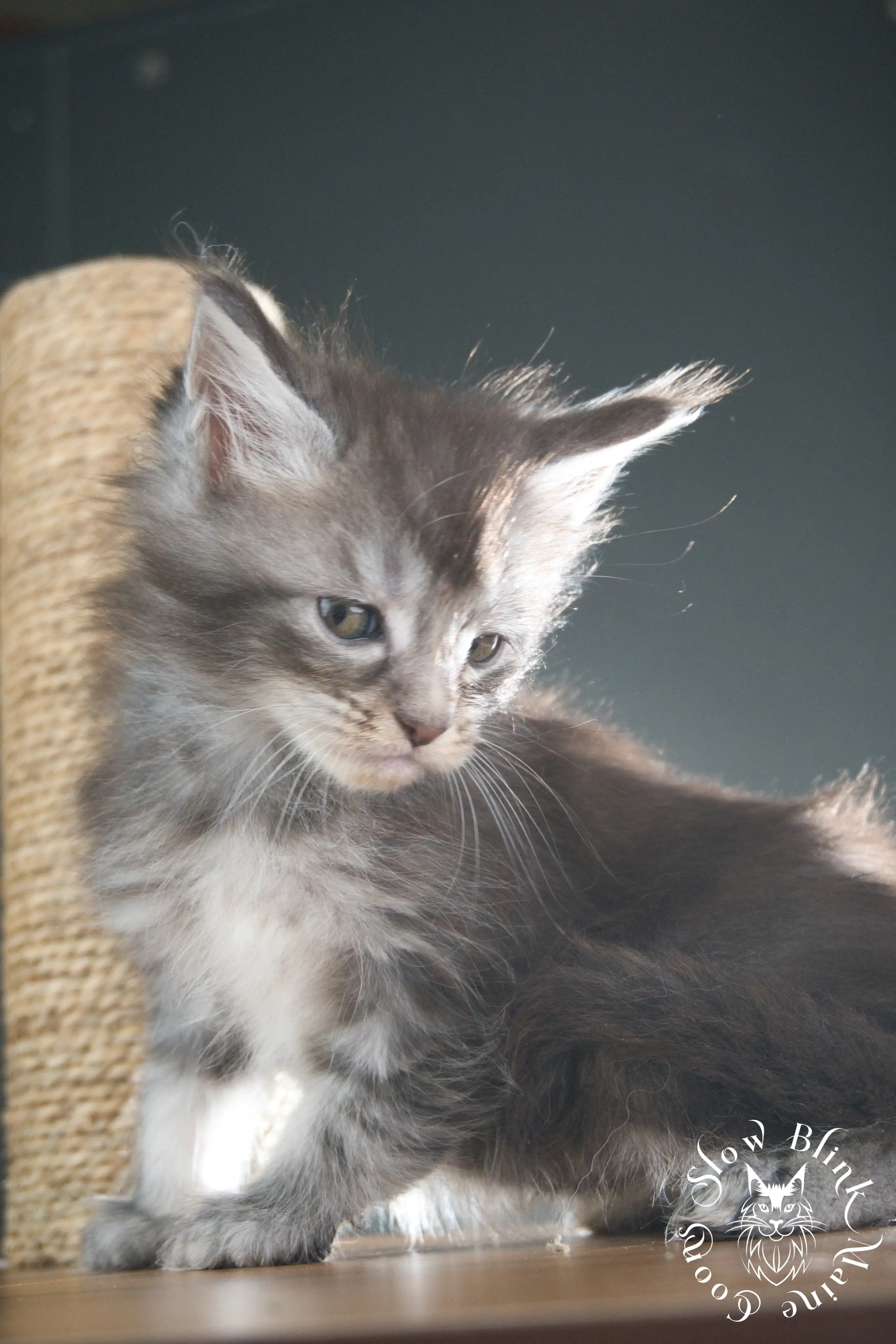 blue silver tabby maine coon kitten | ems code as 22 | slowblinkmainecoons | taken june 2024 Blue Silver Tabby Maine Coon Kittens > blue silver tabby maine coon kitten | ems code as 22 | slowblinkmainecoons | taken june 2024 | 04
