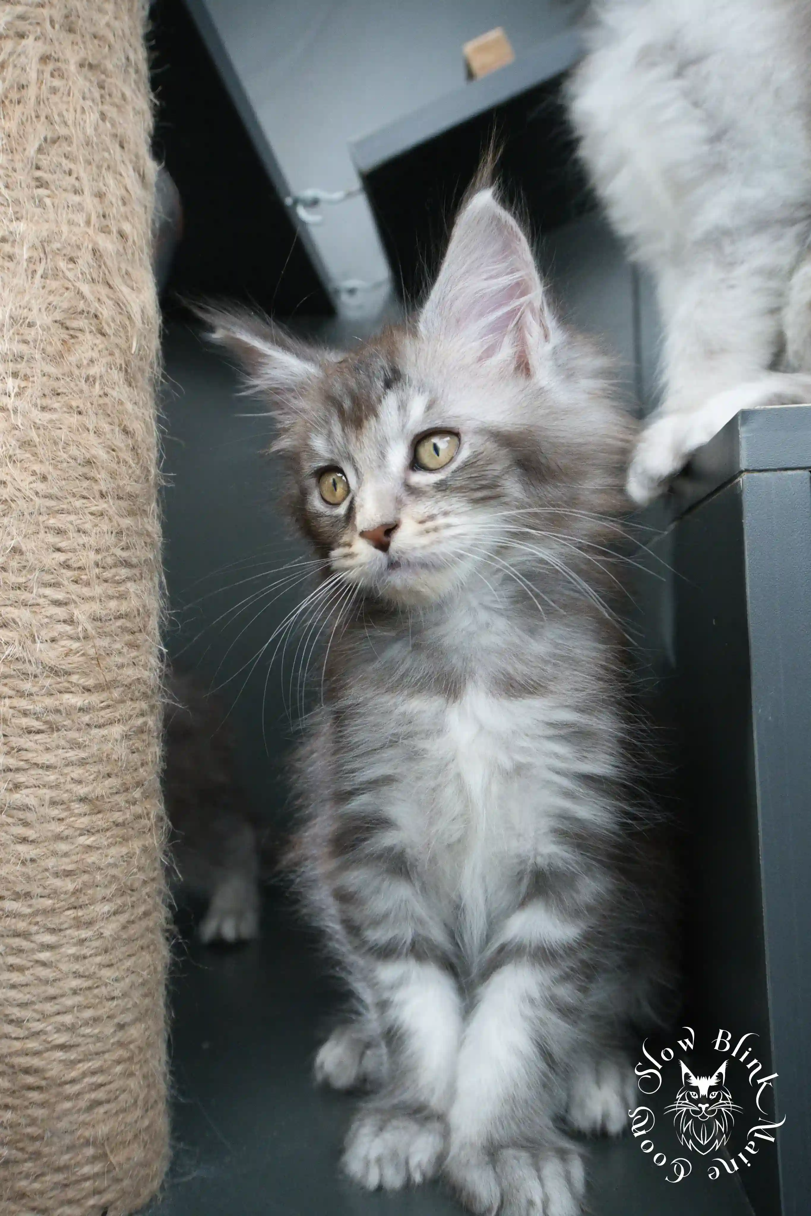 blue silver tabby maine coon kitten | ems code as 22 | slowblinkmainecoons | taken june 2024 Blue Silver Tabby Maine Coon Kittens > blue silver tabby maine coon kitten | ems code as 22 | slowblinkmainecoons | taken june 2024 | 05