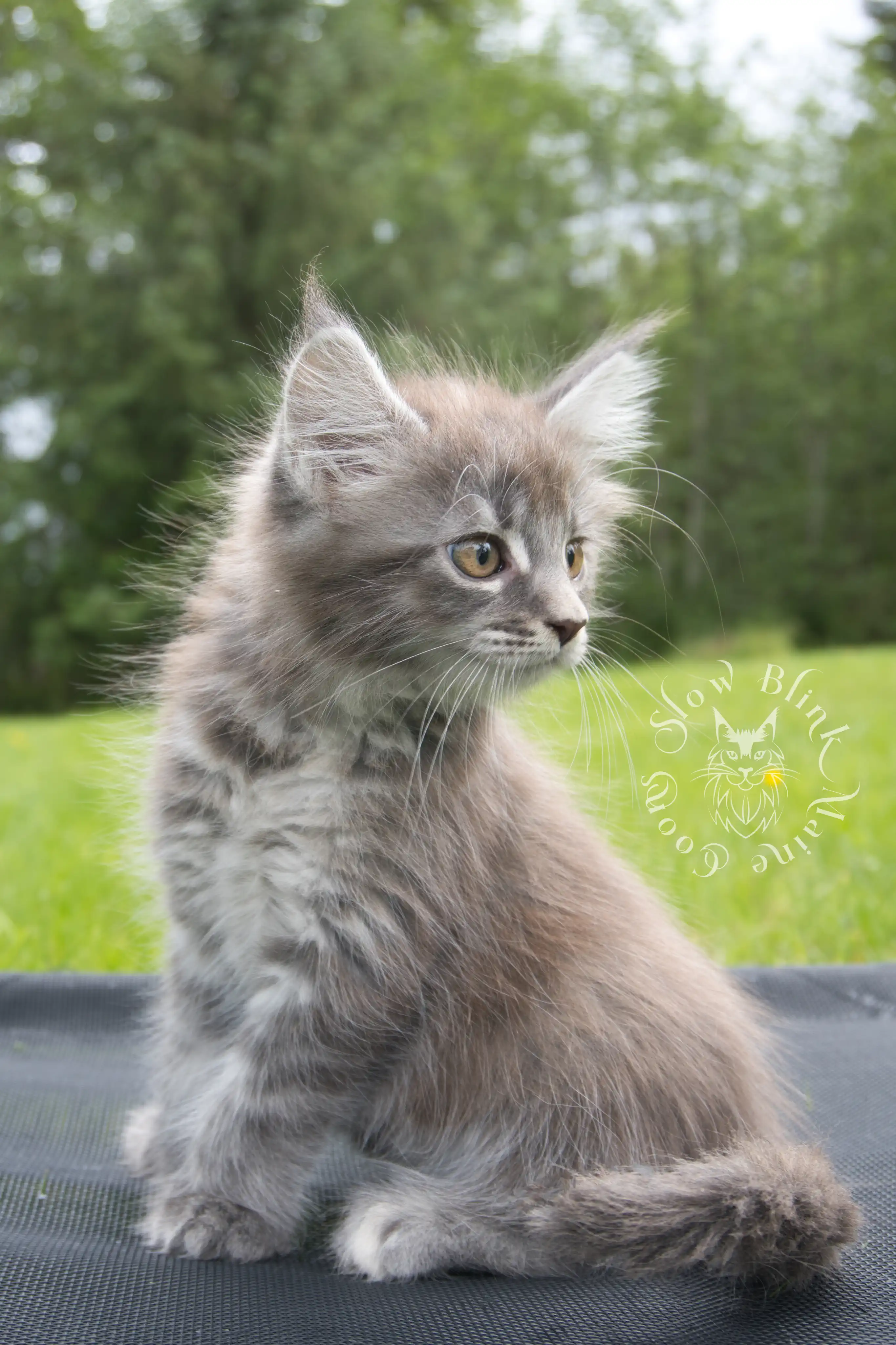 blue silver tabby maine coon kitten | ems code as 22 | slowblinkmainecoons | taken june 2024 Blue Silver Tabby Maine Coon Kittens > blue silver tabby maine coon kitten | ems code as 22 | slowblinkmainecoons | taken june 2024 | 08