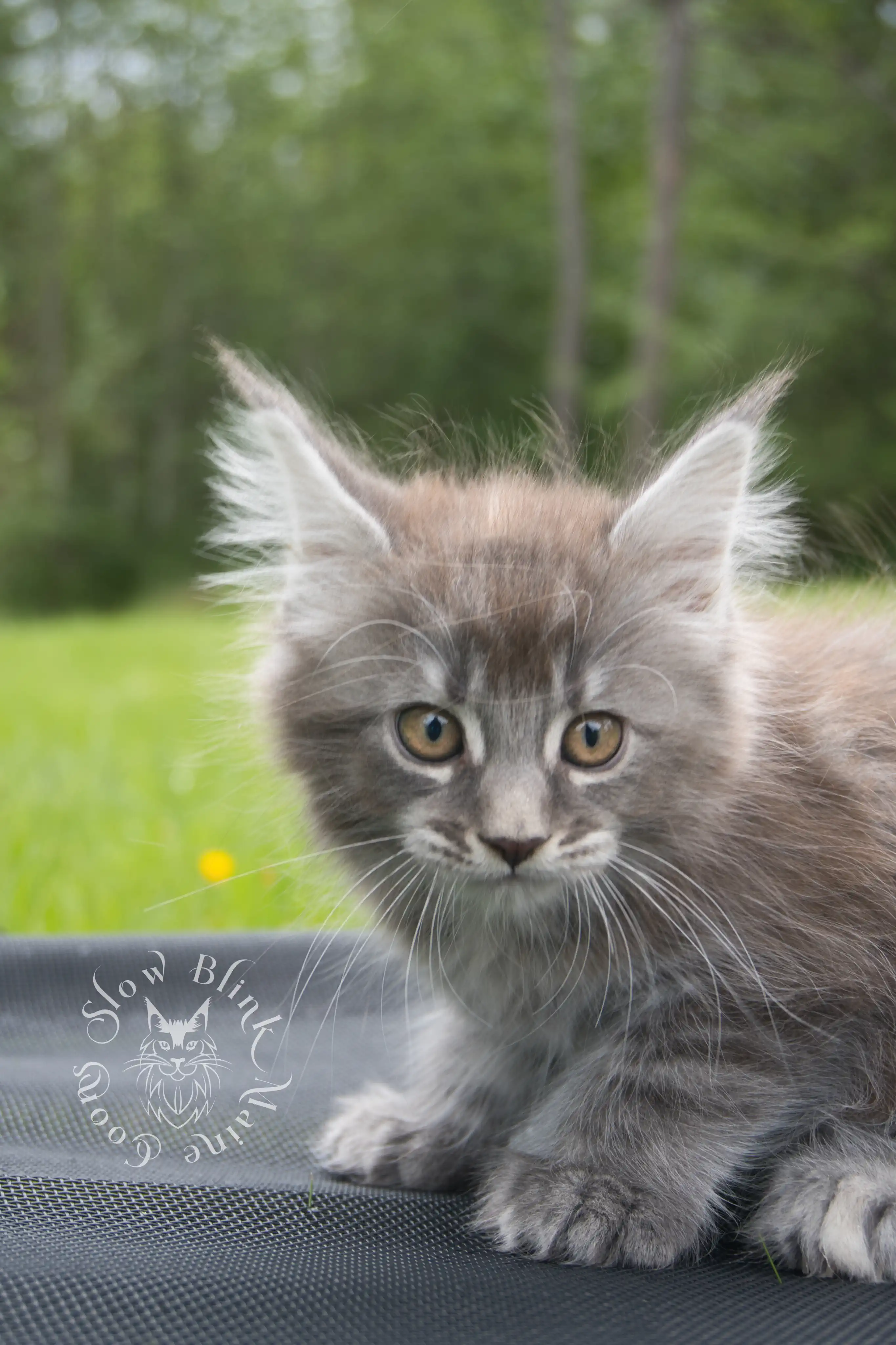 blue silver tabby maine coon kitten | ems code as 22 | slowblinkmainecoons | taken june 2024 Blue Silver Tabby Maine Coon Kittens > blue silver tabby maine coon kitten | ems code as 22 | slowblinkmainecoons | taken june 2024 | 109
