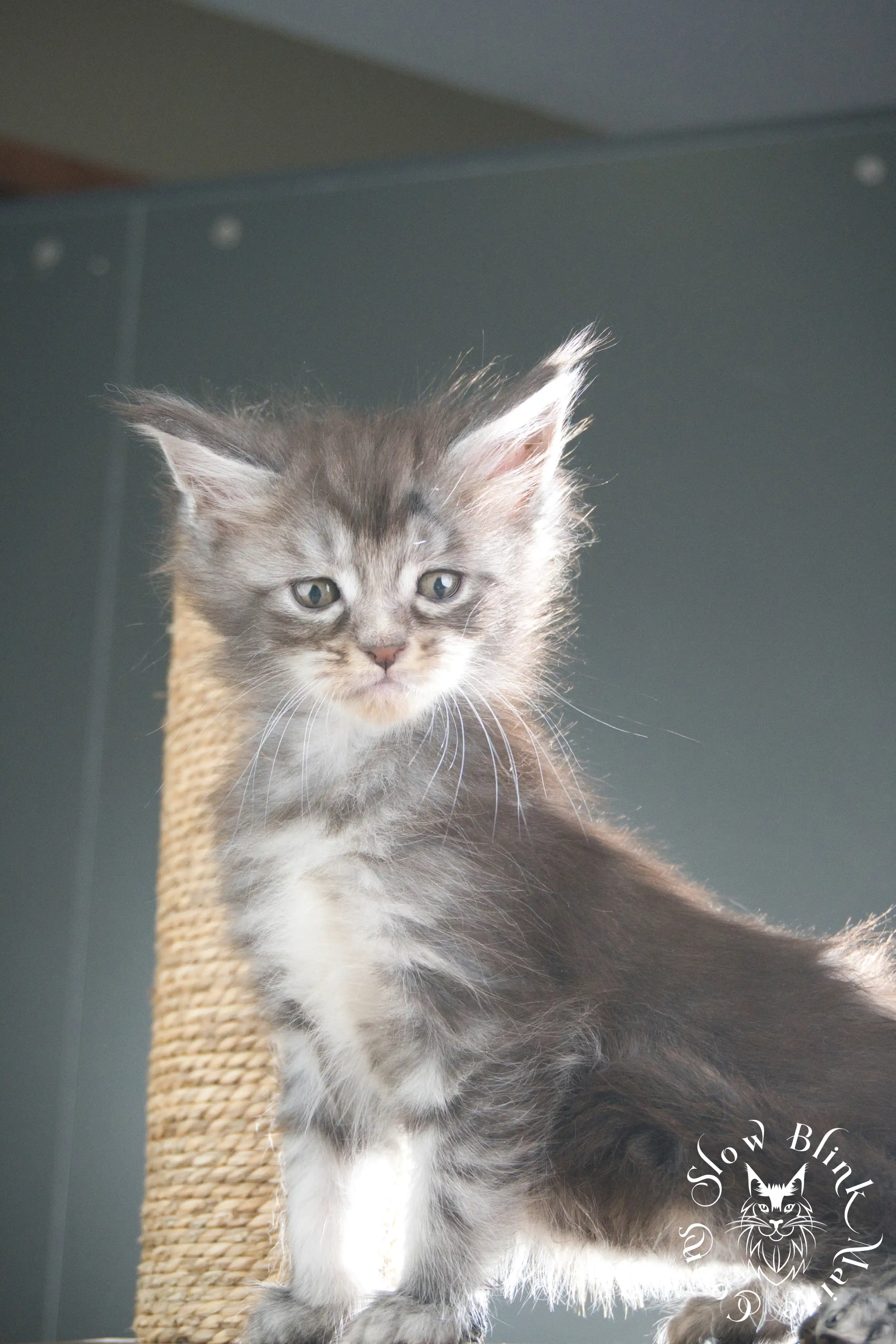 blue silver tabby maine coon kitten | ems code as 22 | slowblinkmainecoons | taken june 2024 Blue Silver Tabby Maine Coon Kittens > blue silver tabby maine coon kitten | ems code as 22 | slowblinkmainecoons | taken june 2024 | 303