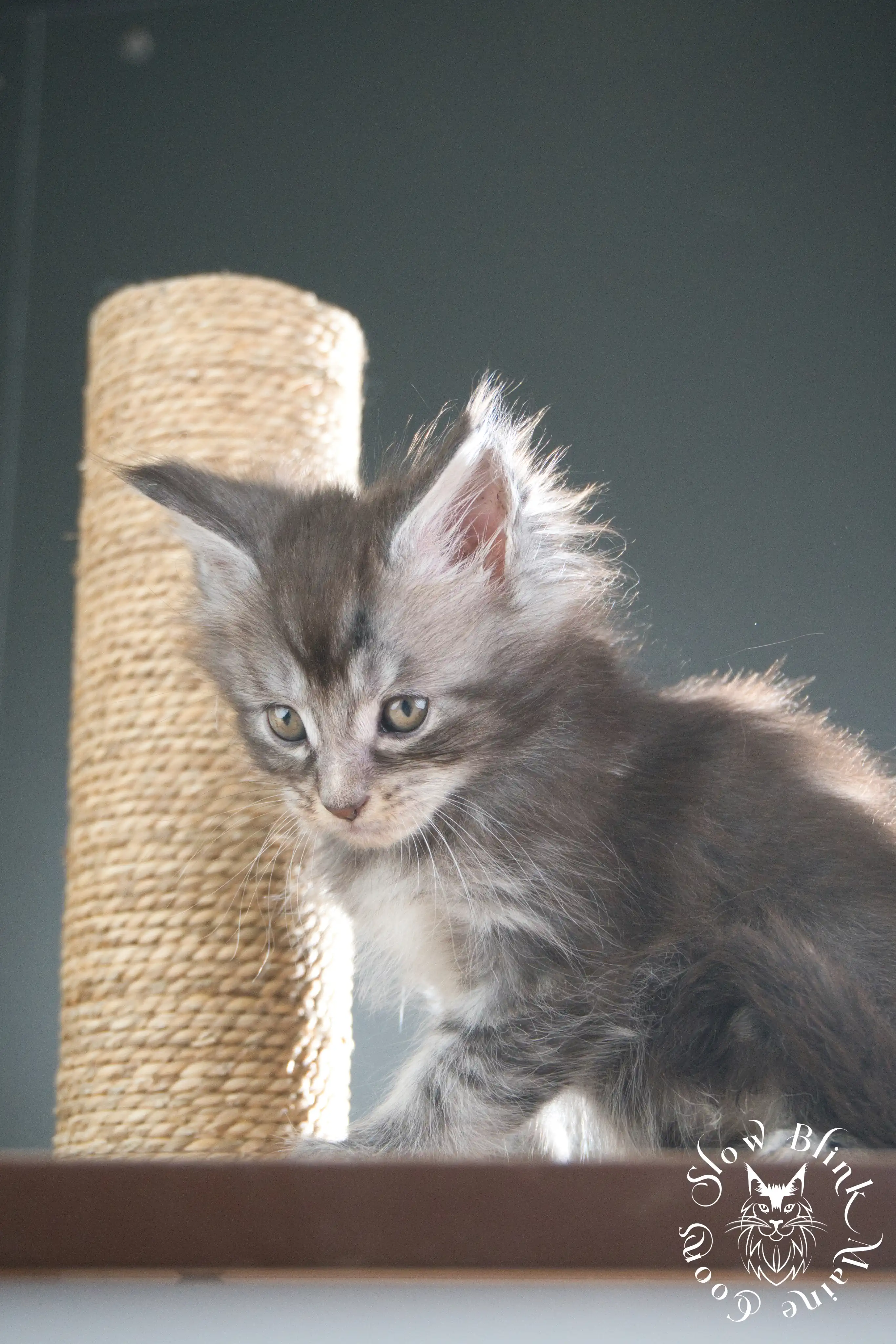 blue silver tabby maine coon kitten | ems code as 22 | slowblinkmainecoons | taken june 2024 Blue Silver Tabby Maine Coon Kittens > blue silver tabby maine coon kitten | ems code as 22 | slowblinkmainecoons | taken june 2024 | 305